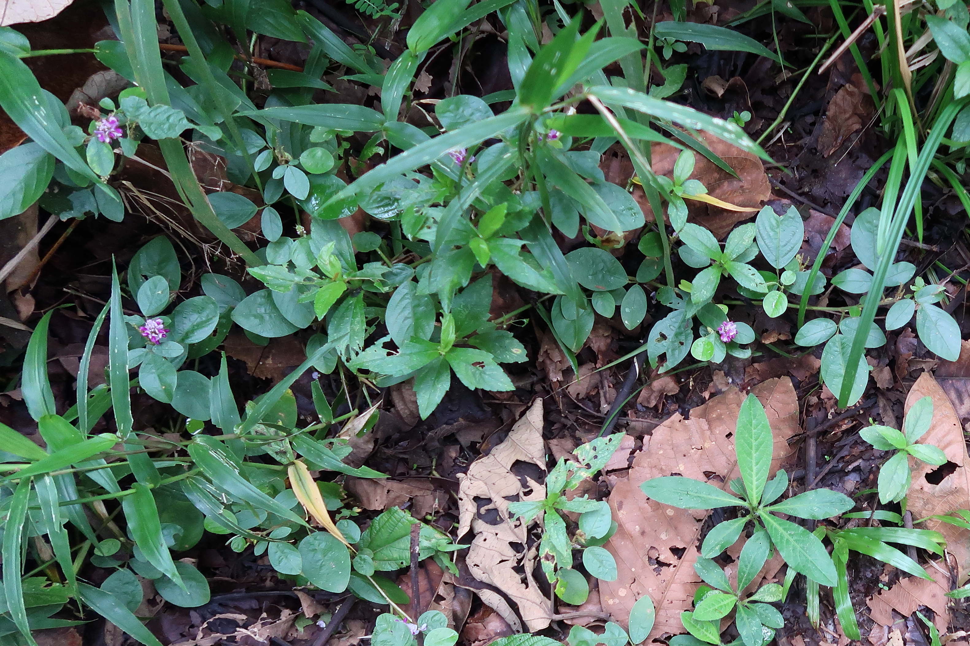 grona_heterocarponmd