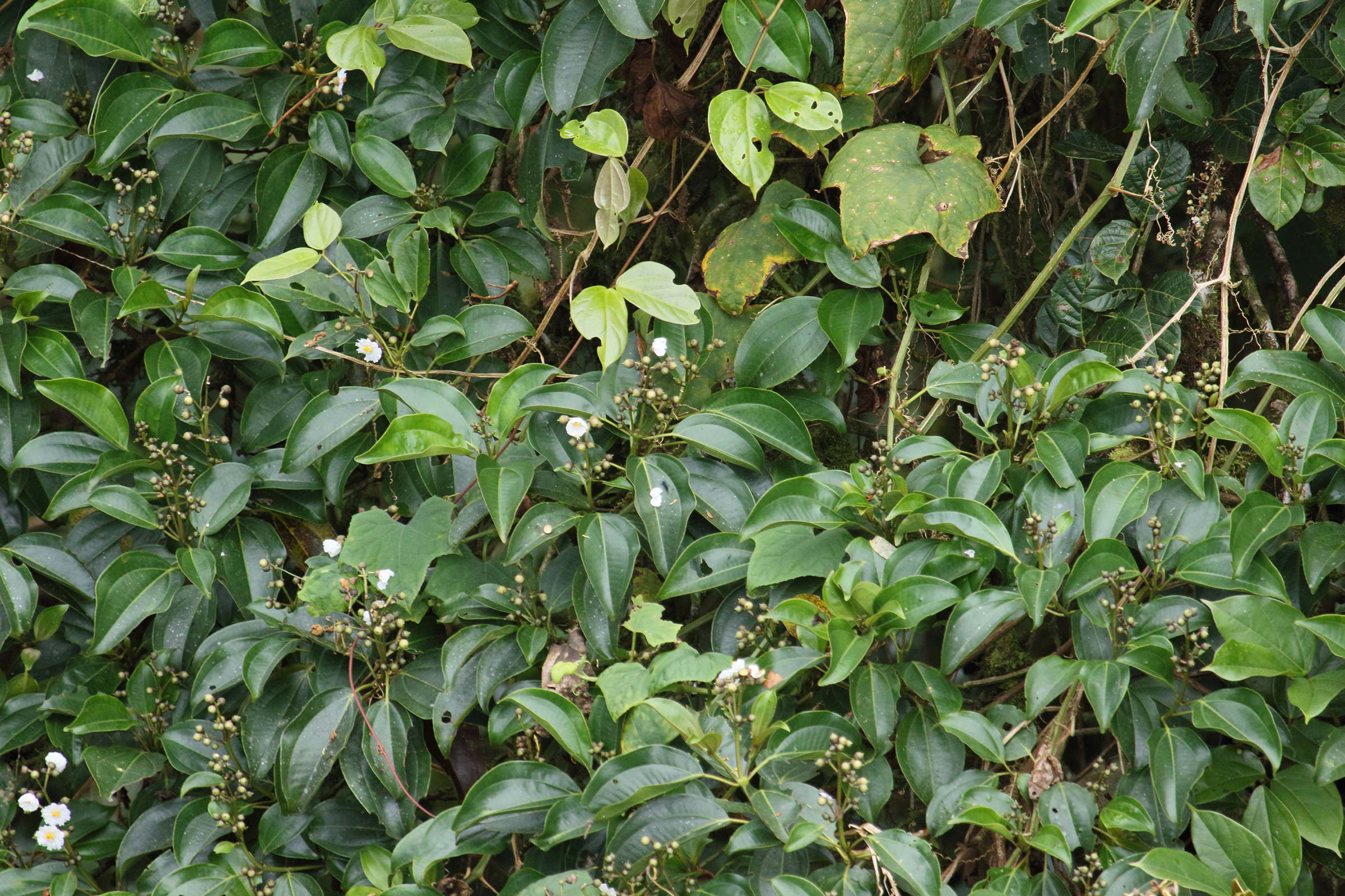 miconia_subhirsuta5md