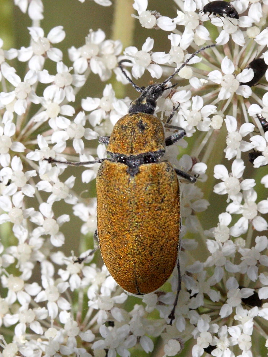 mycterus_curculioides1md