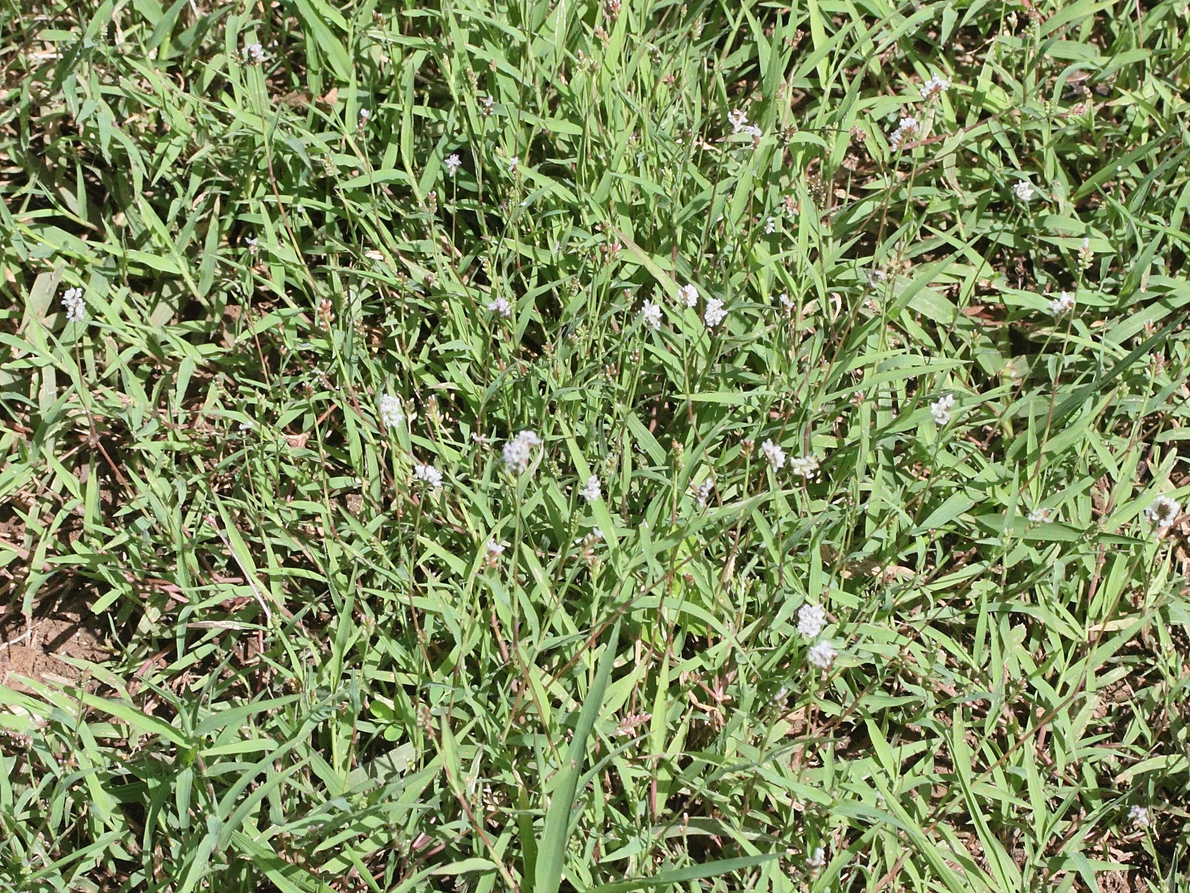 acroceras_hubbardii1md