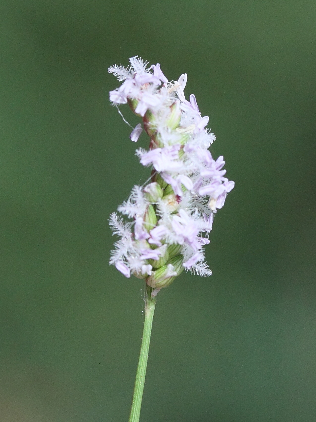 acroceras_hubbardii2md