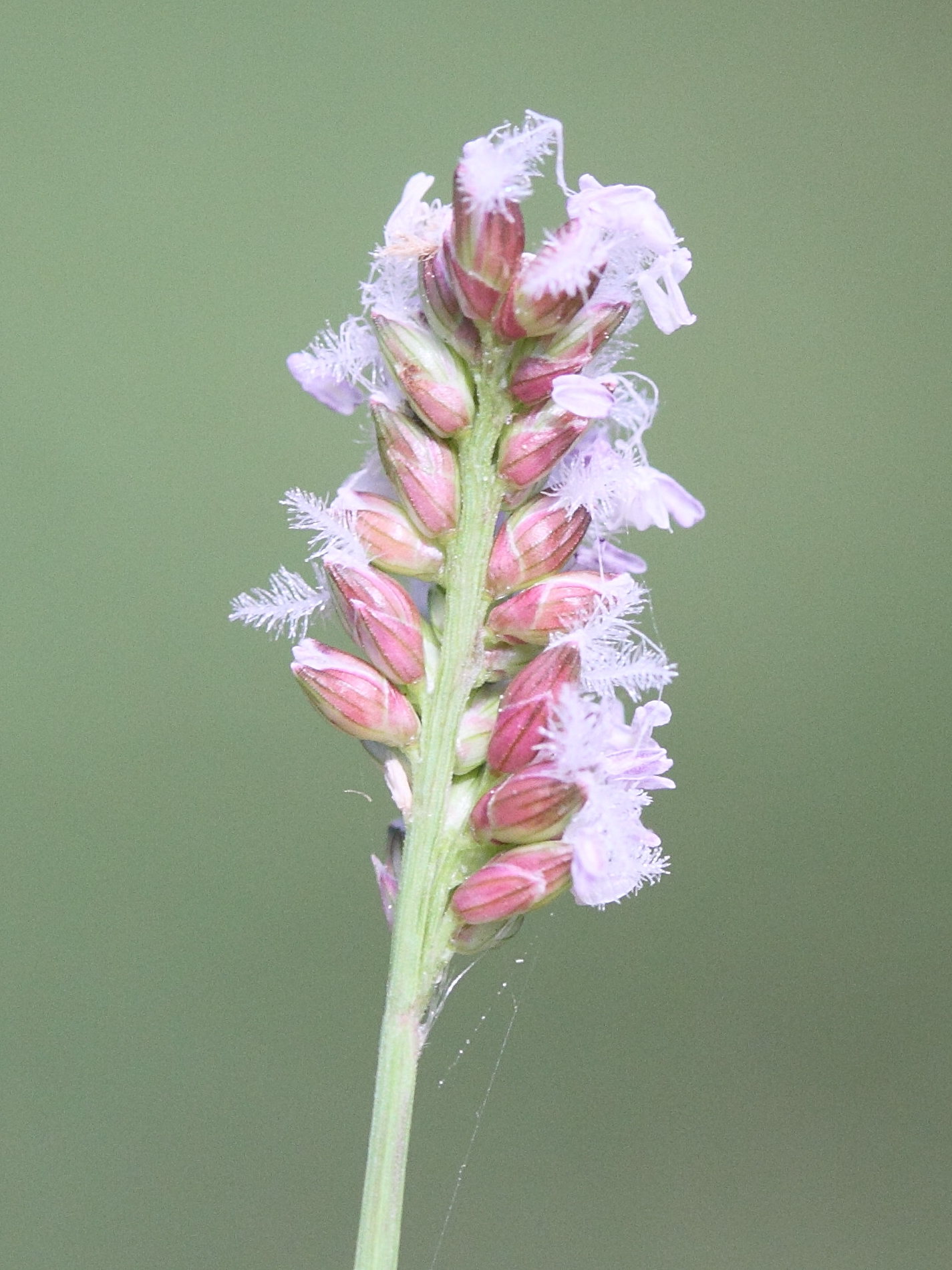 acroceras_hubbardii3md