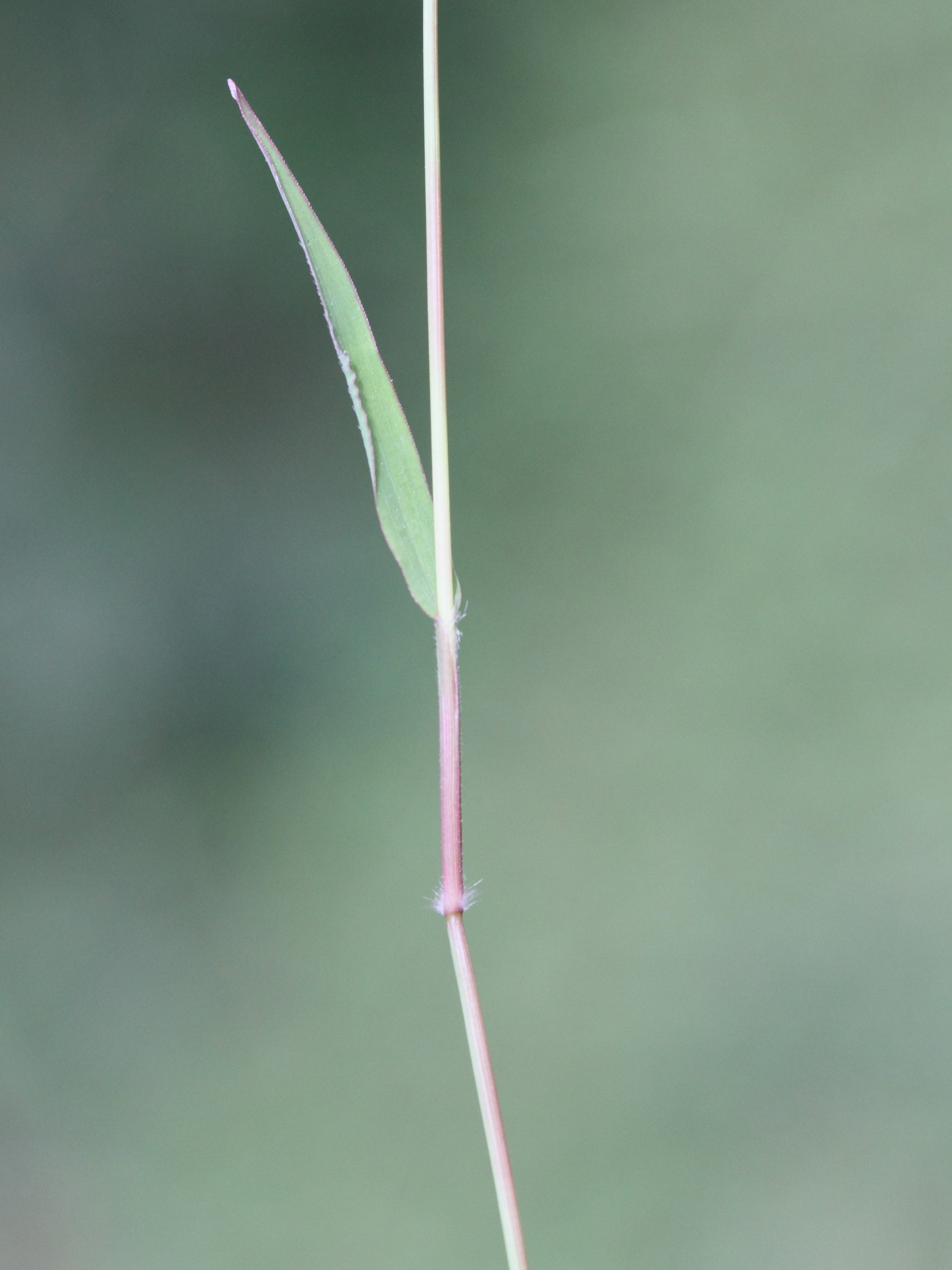 acroceras_hubbardii4md