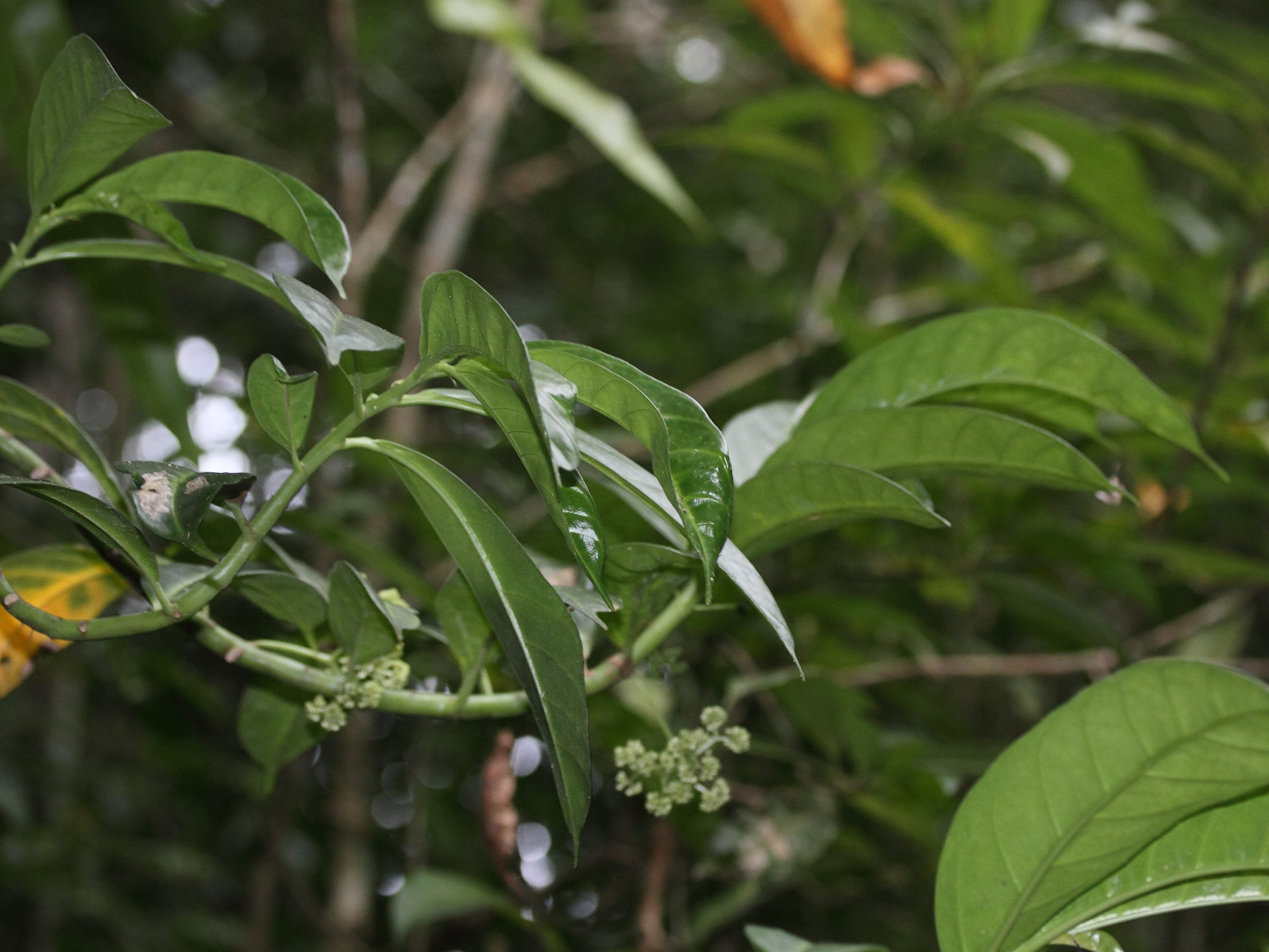 procris_pedunculata1md