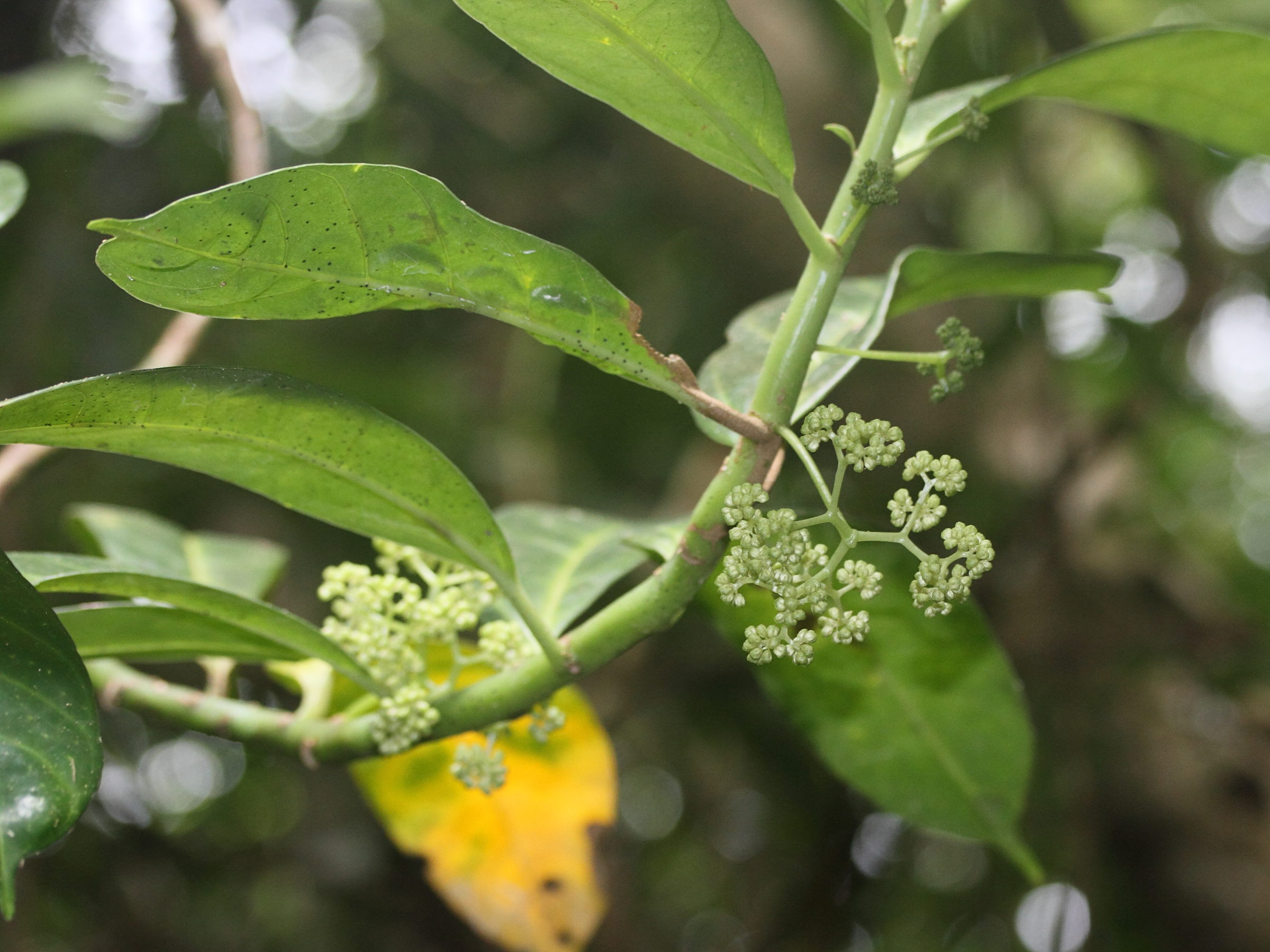 procris_pedunculata2md