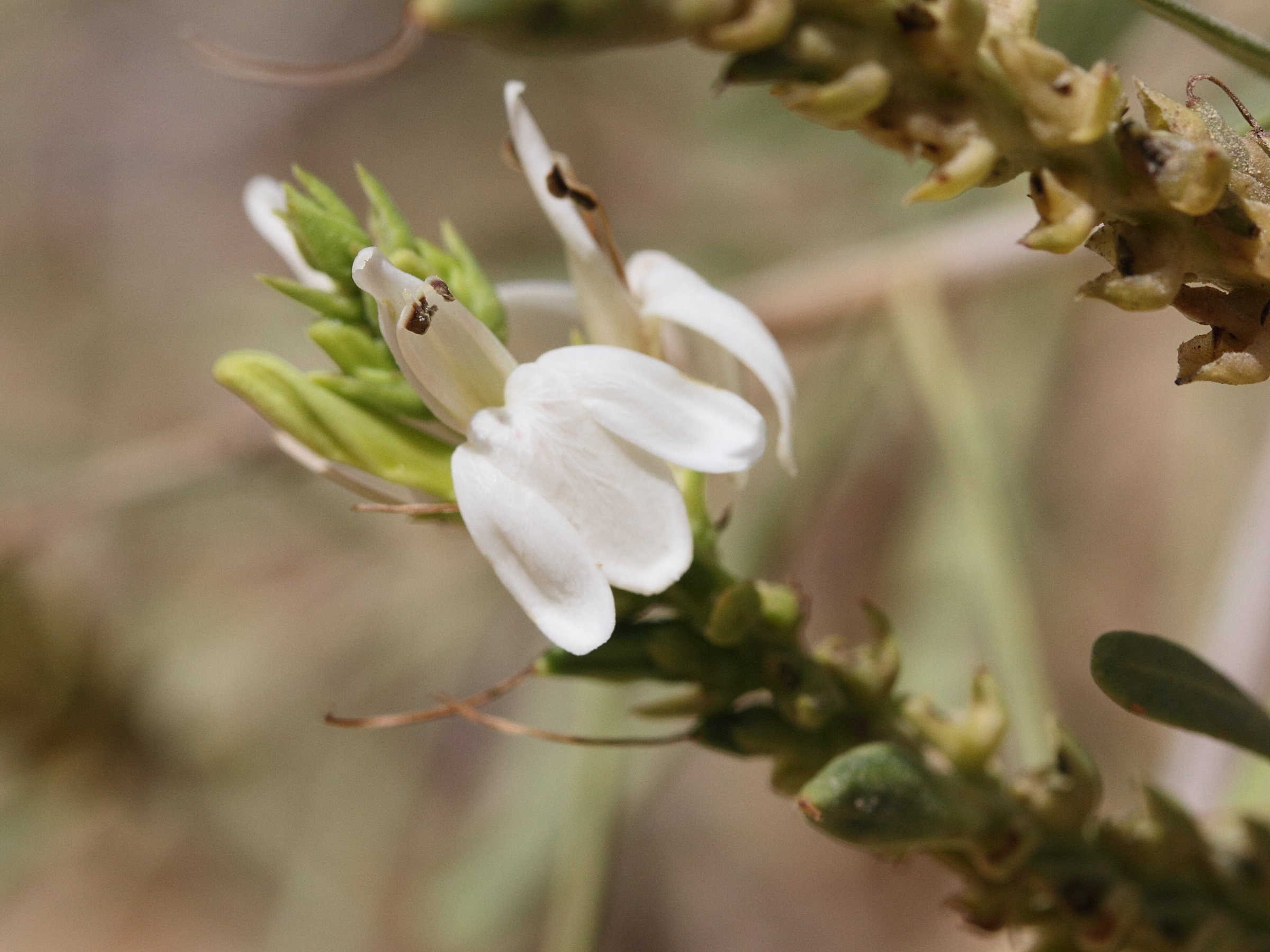 Afficher le média justicia_gendarussa5md justicia_gendarussa5md