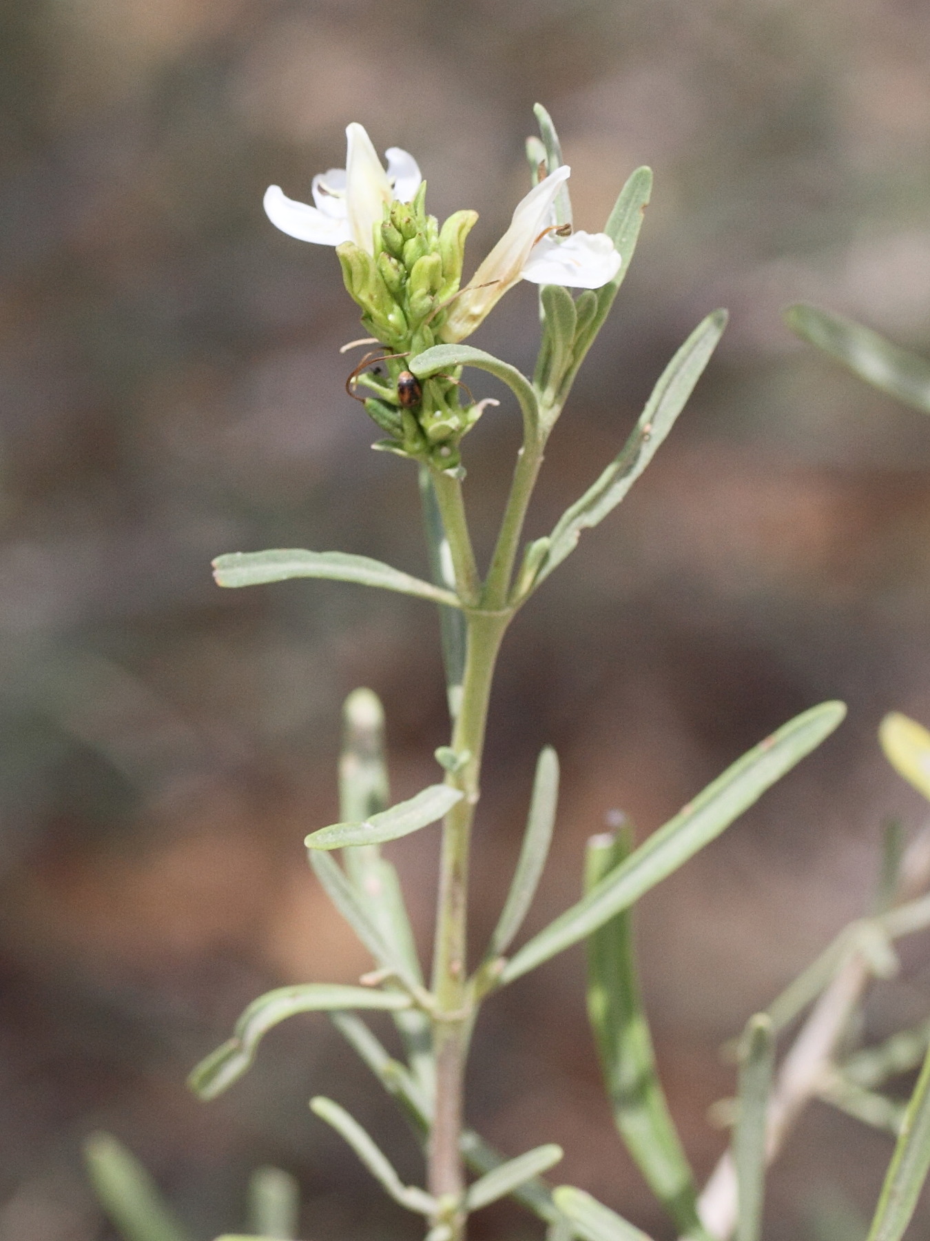 Afficher le média justicia_gendarussa6md justicia_gendarussa6md