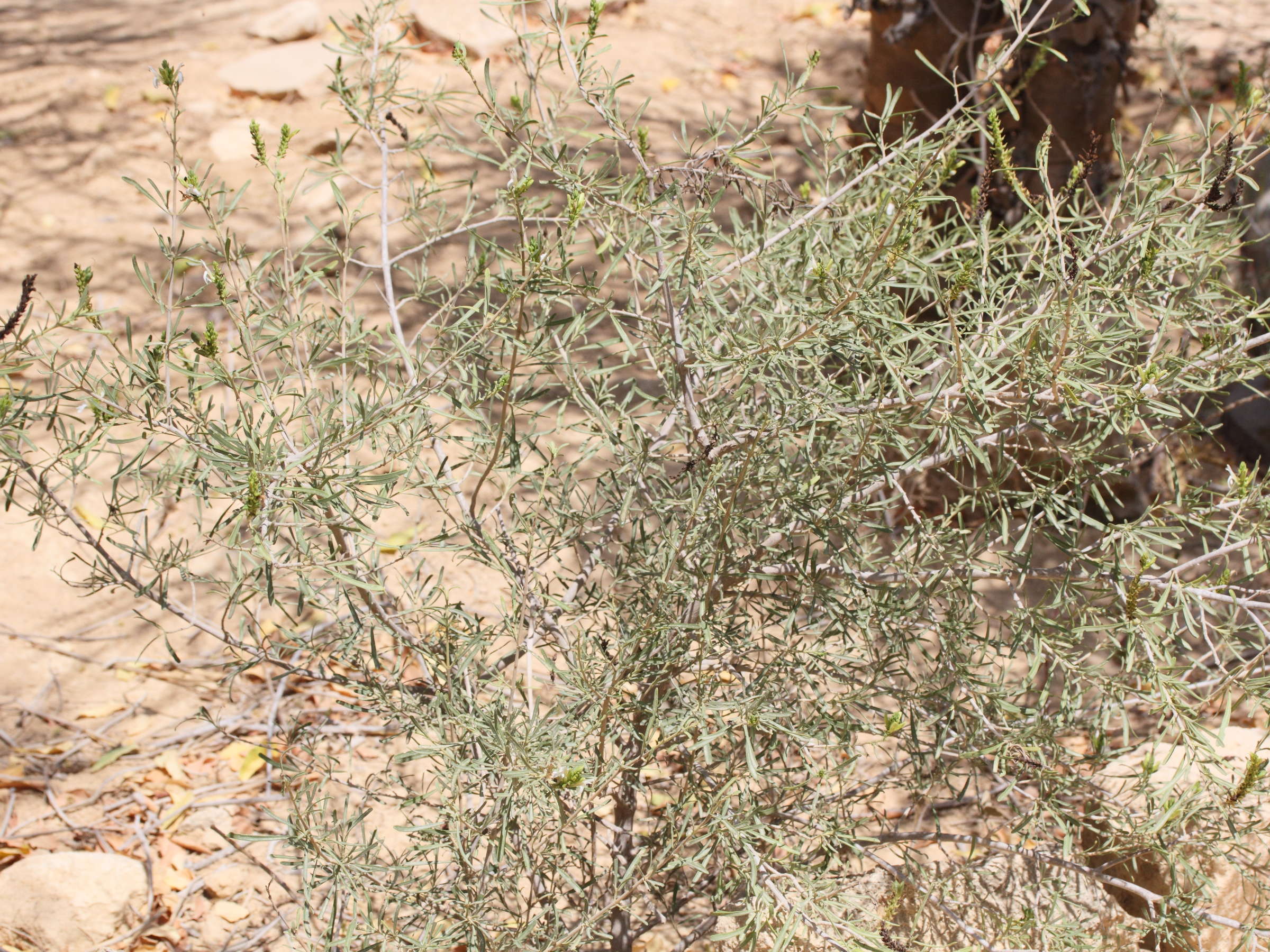 Afficher le média justicia_gendarussa7md justicia_gendarussa7md