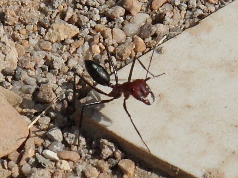 cataglyphis_cf_setipes1bd