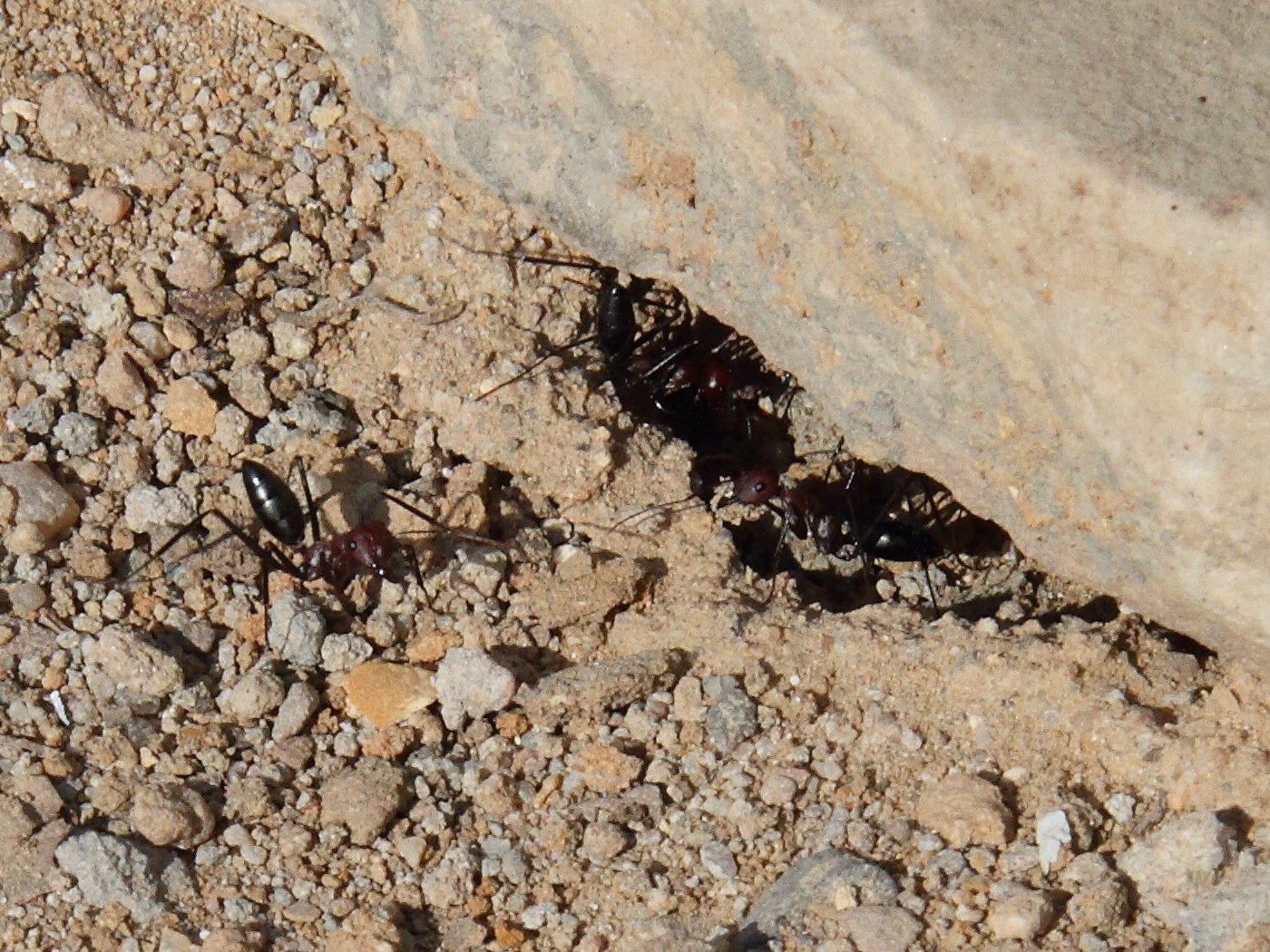 cataglyphis_cf_setipes2bd