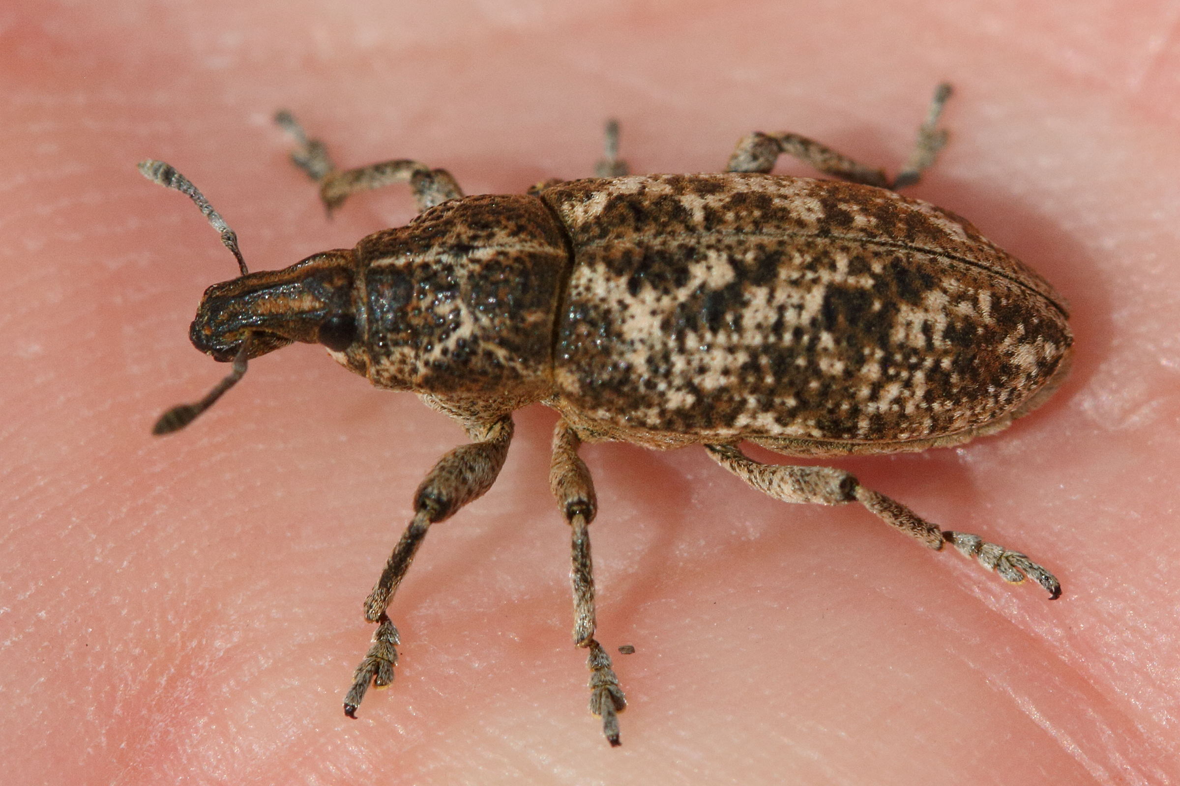 cyphocleonus_dealbatus1md