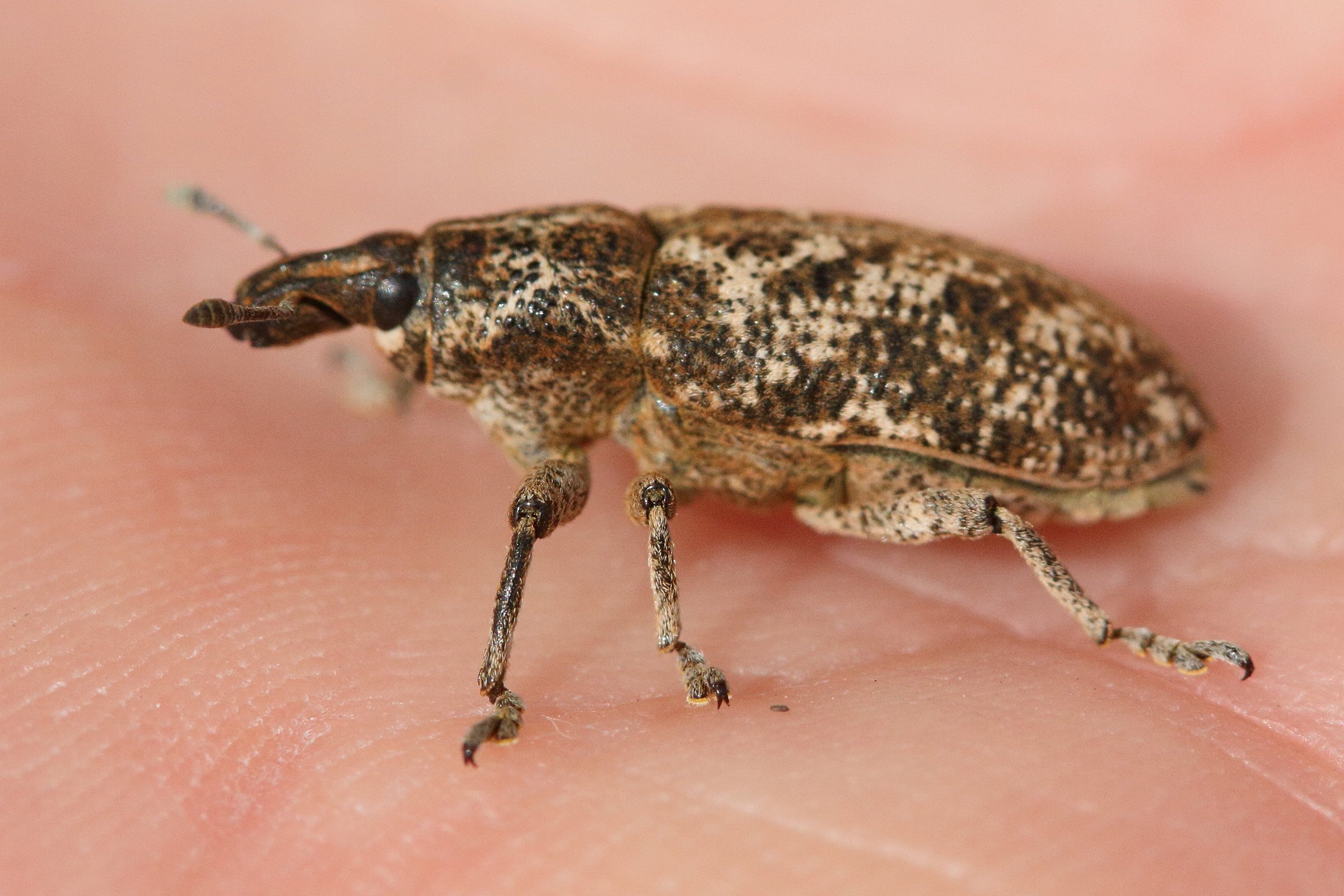 cyphocleonus_dealbatus2md