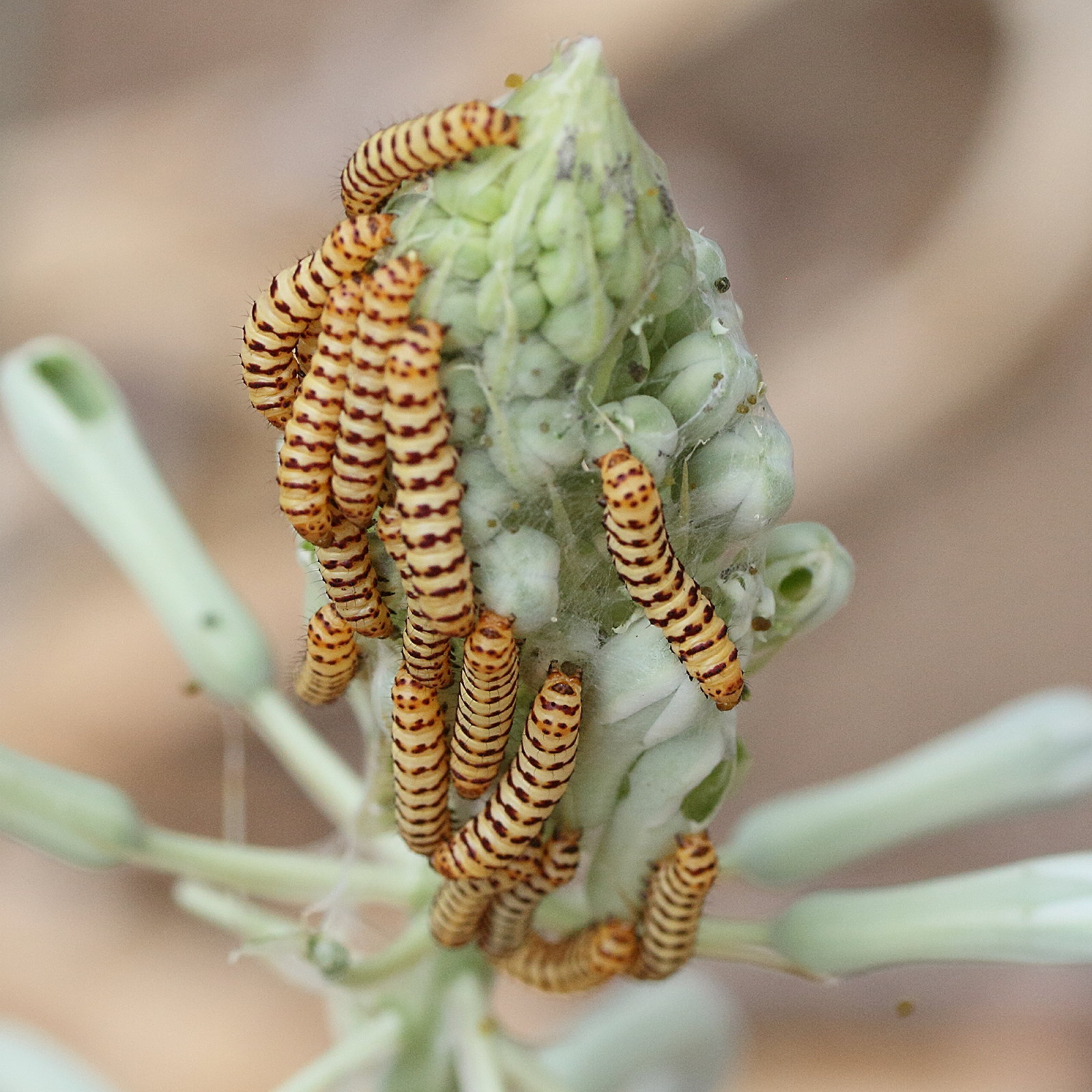 diaphone_eumela_ch1md