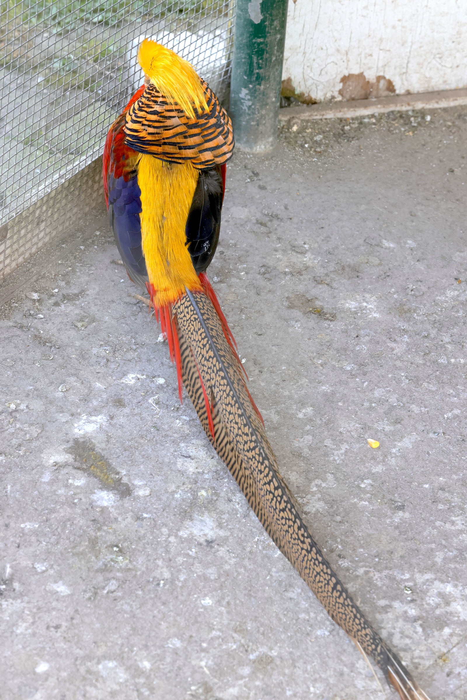 chrysolophus_pictus7md