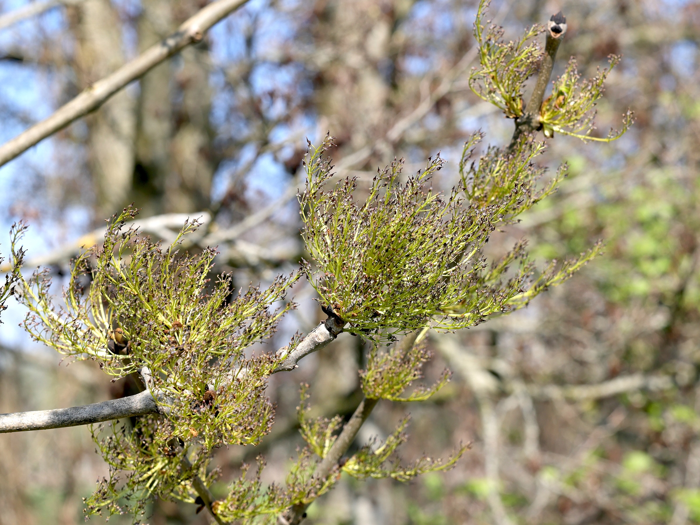 fraxinus_exelsior8md