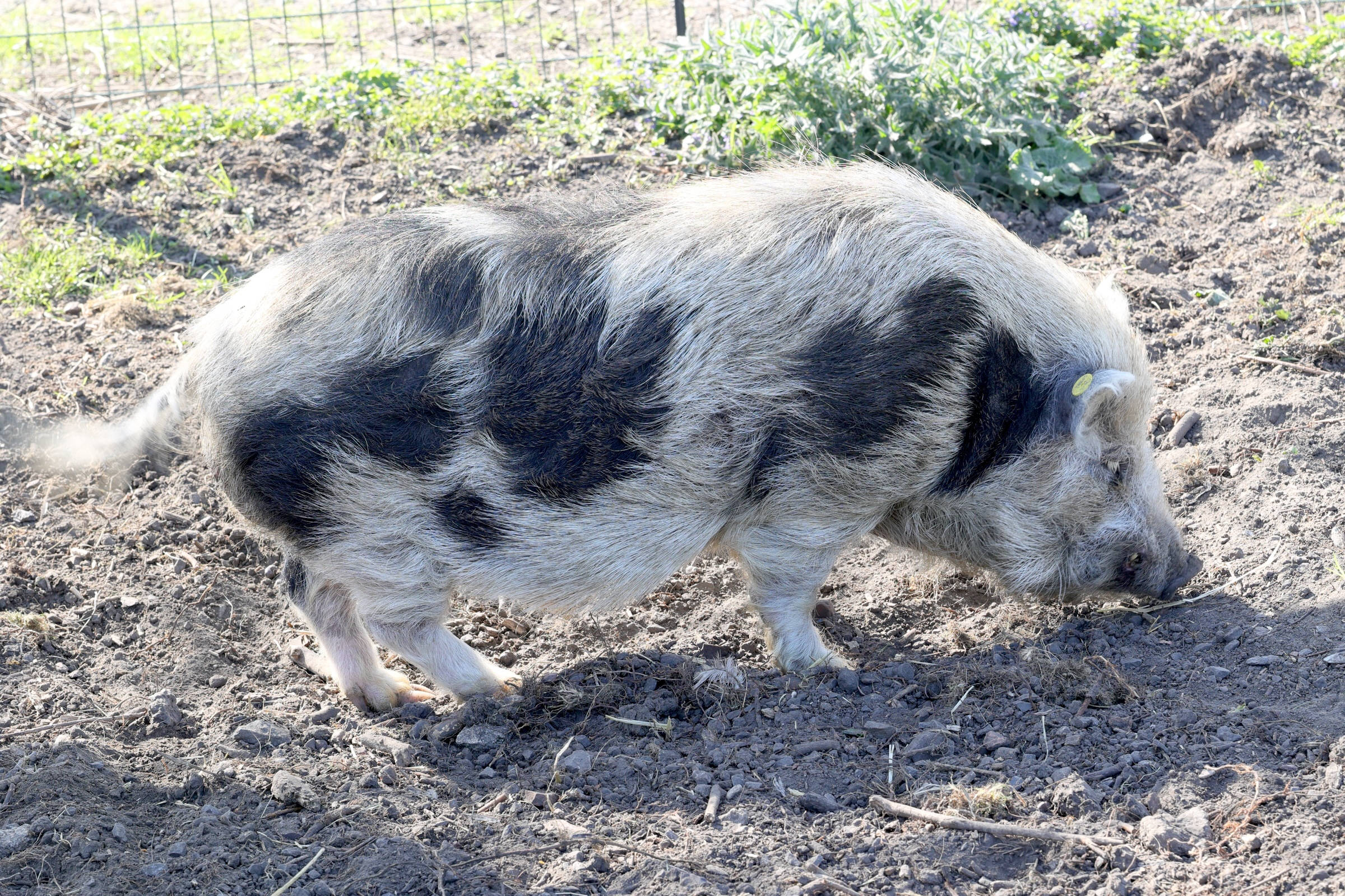 sus_domesticus_nain1md