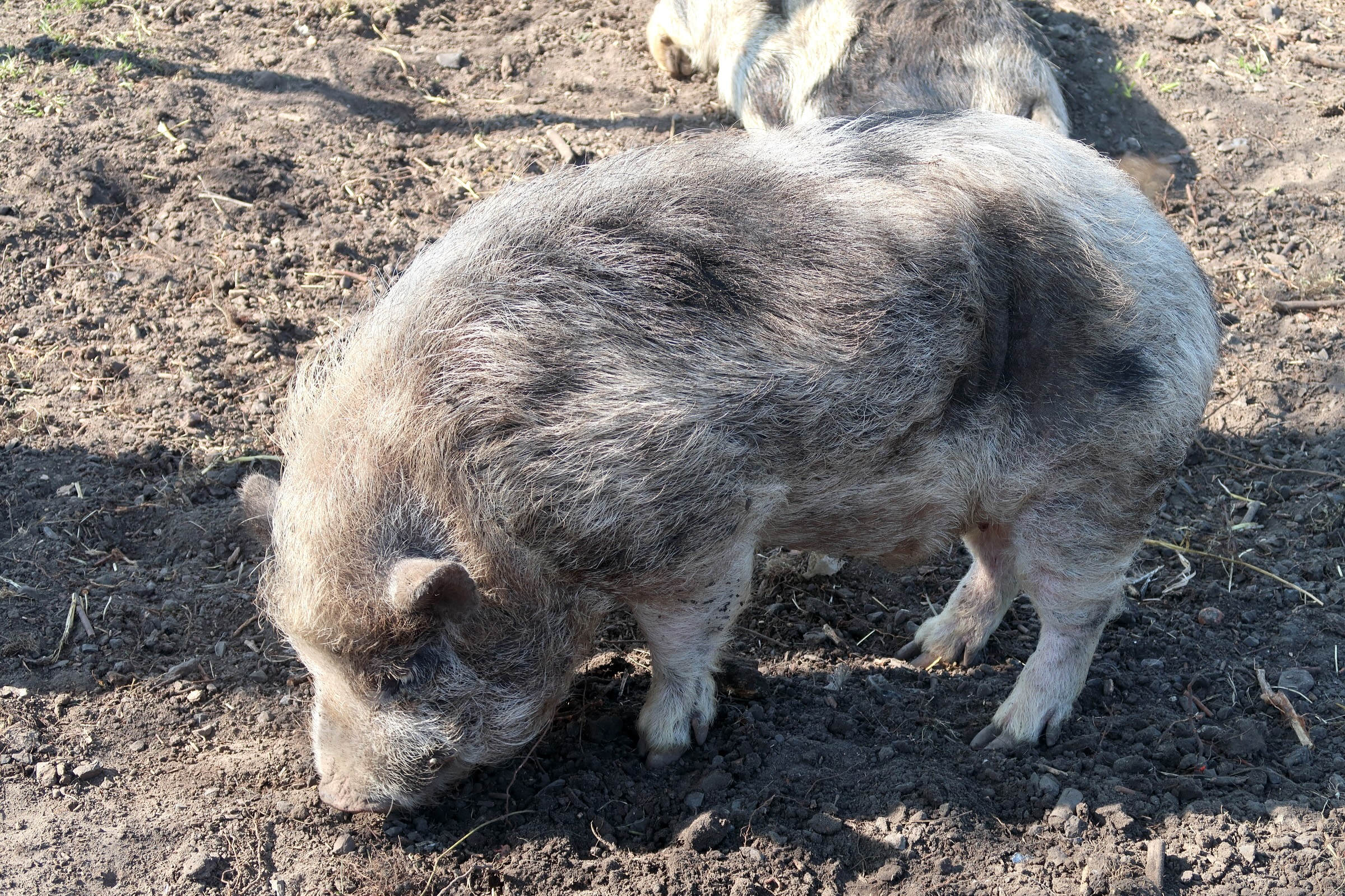 sus_domesticus_nain2md