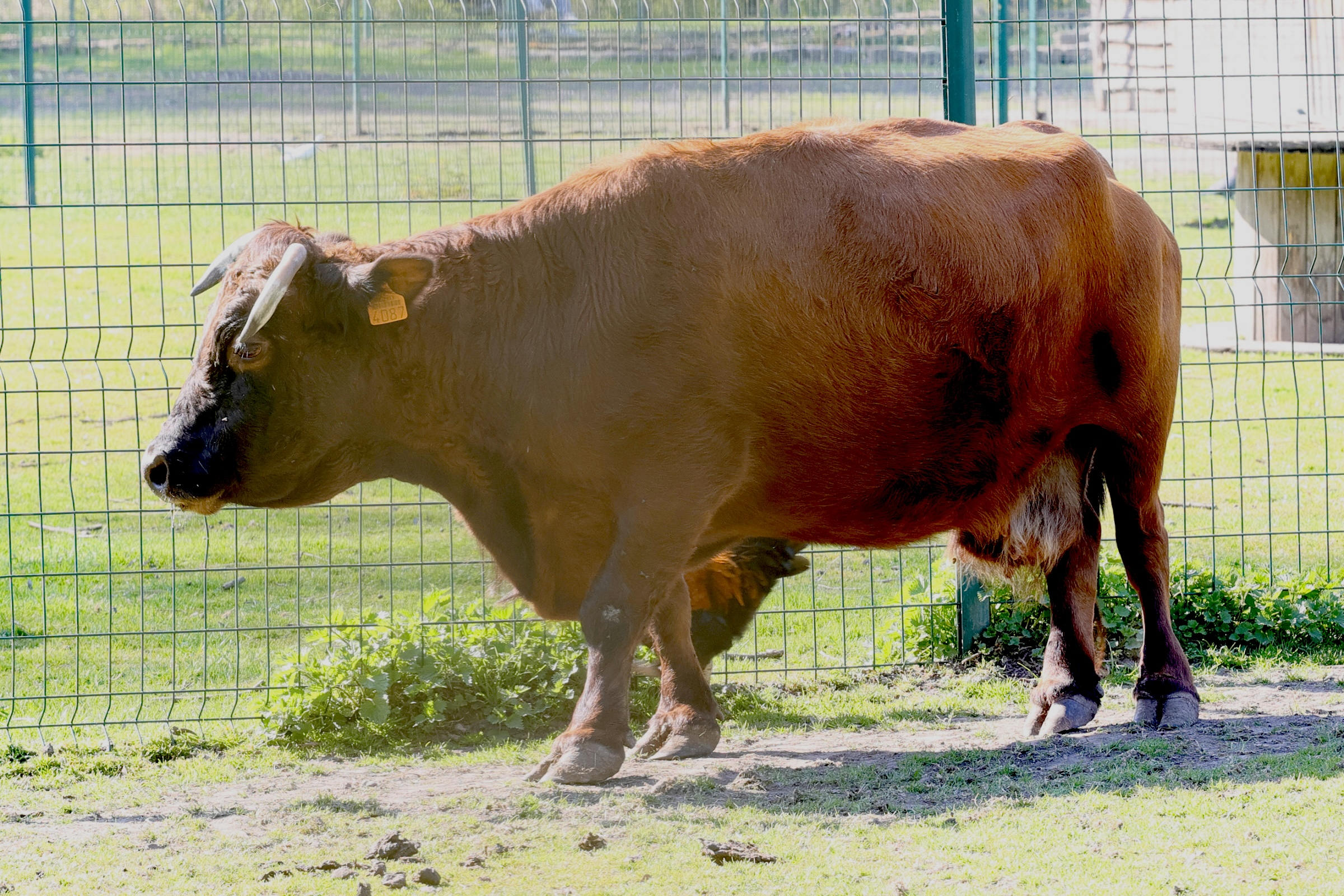 bos_taurus_dexter1md