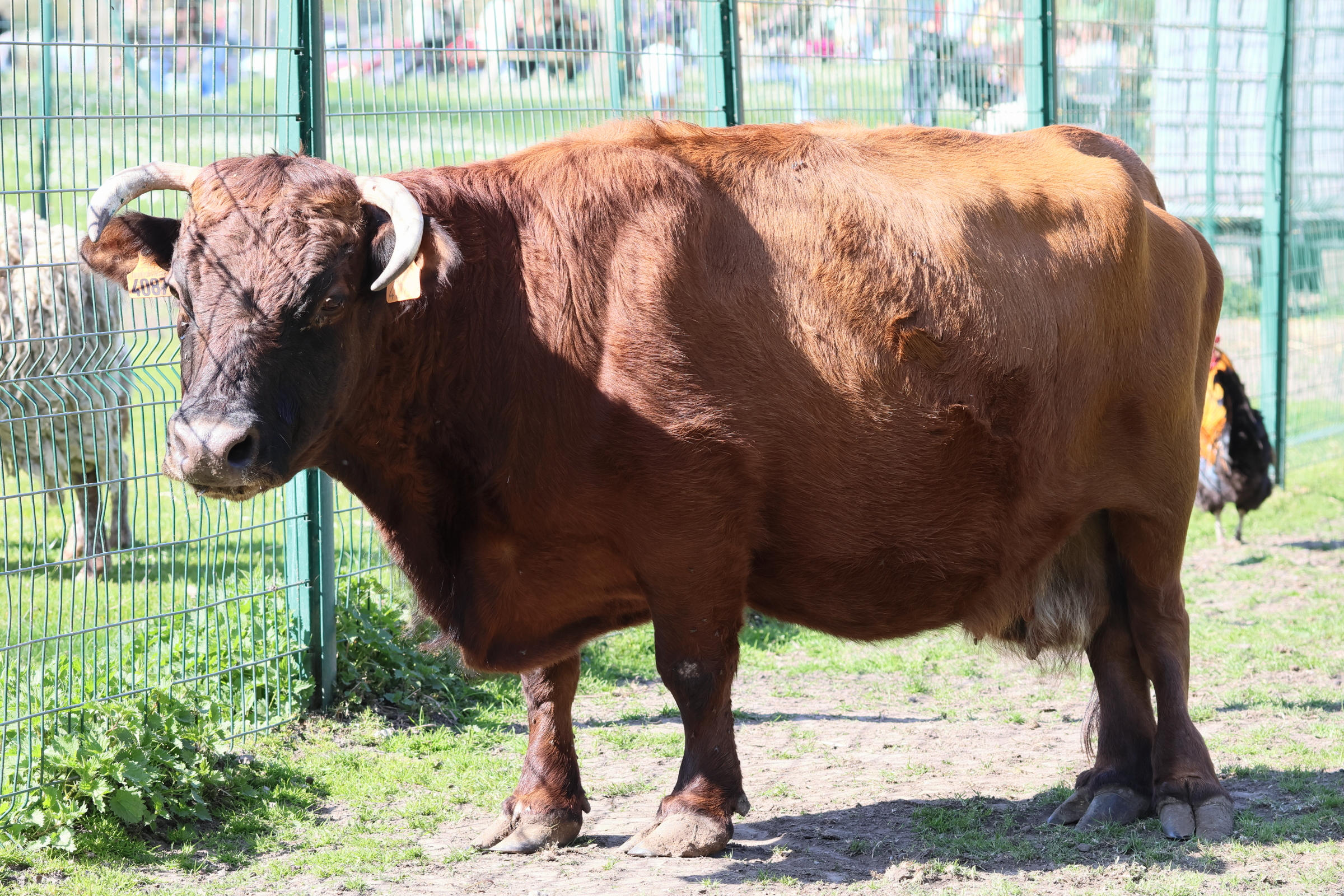 bos_taurus_dexter2bd