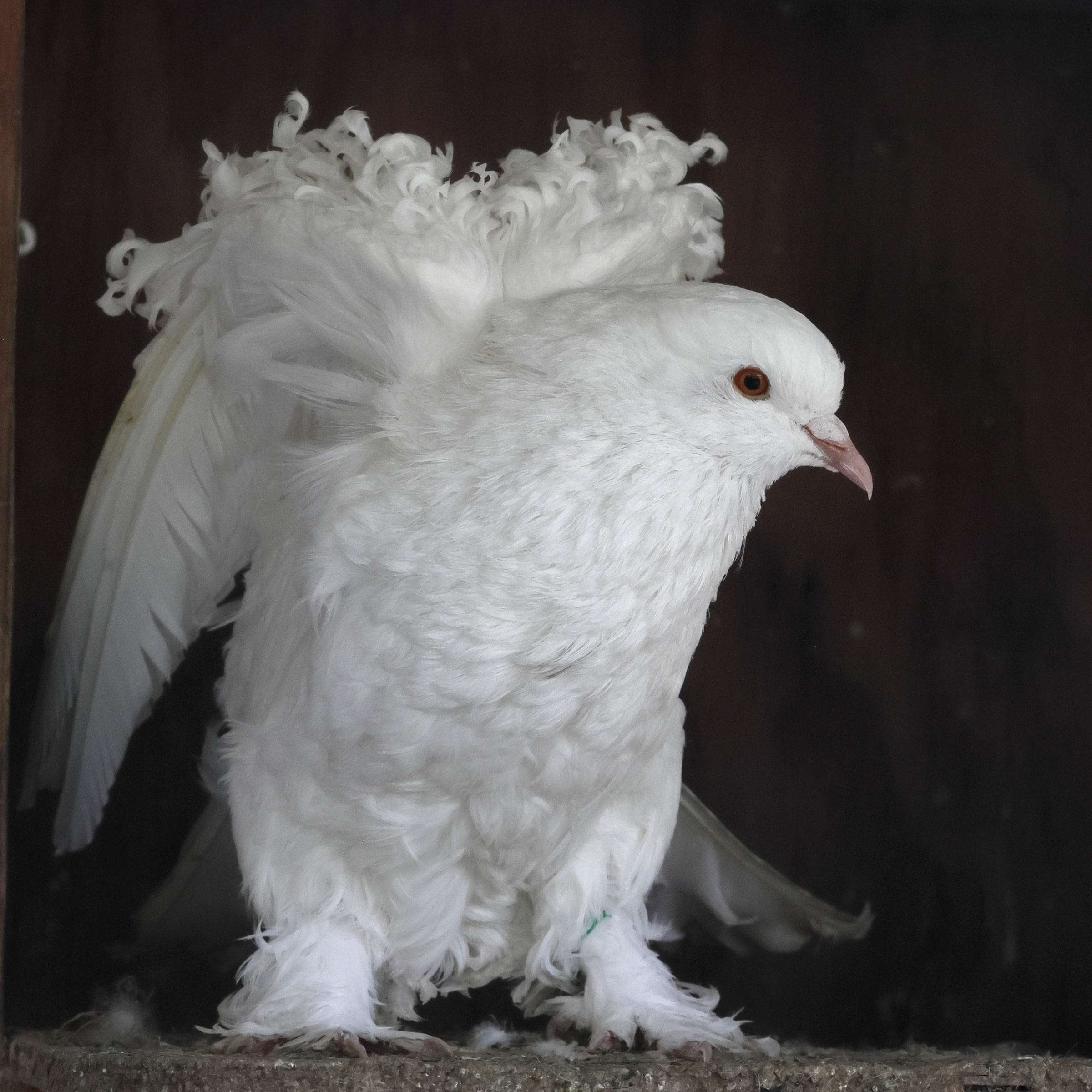 columba_livia_pigeon_frise1bd