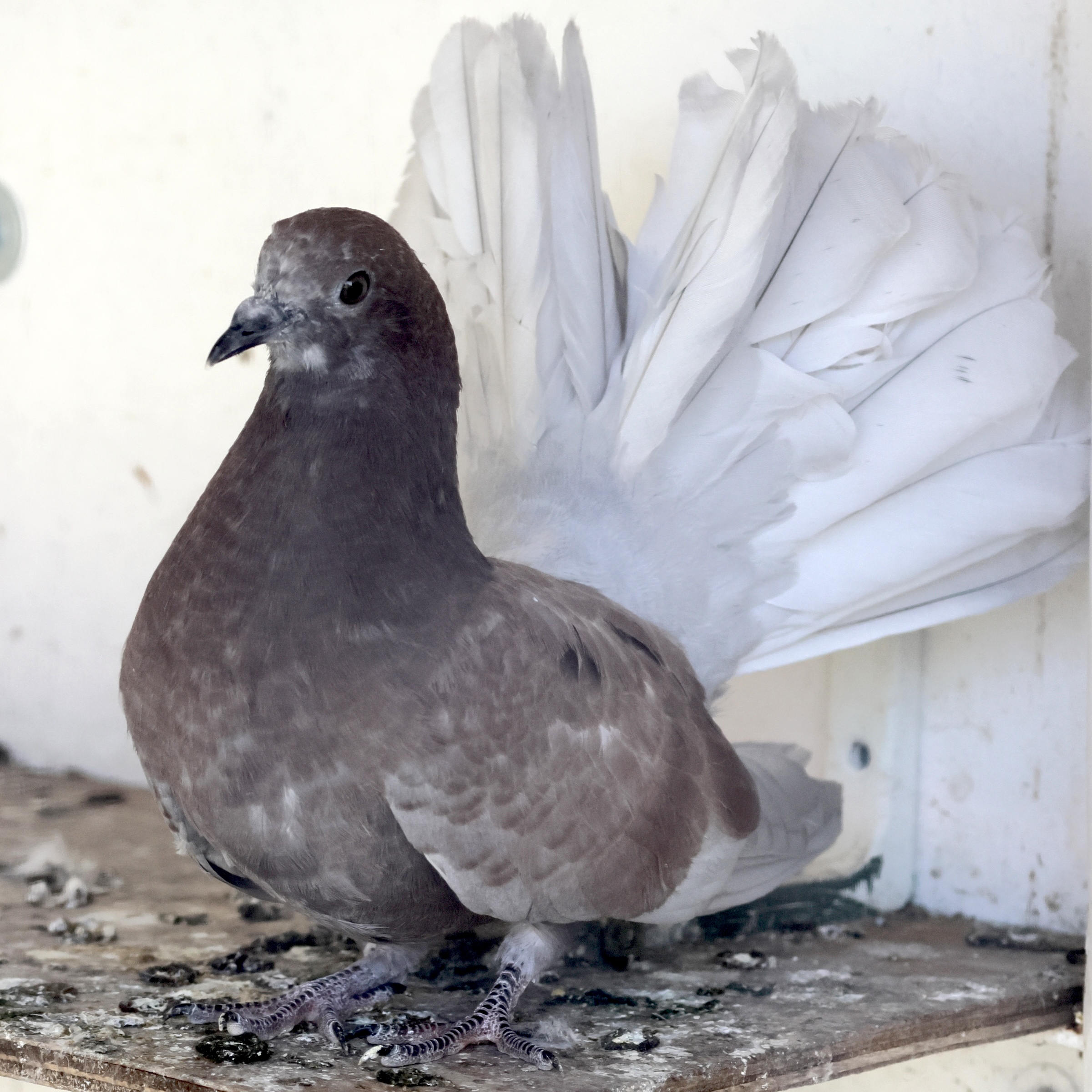 columba_livia_queue_de_paon1bd