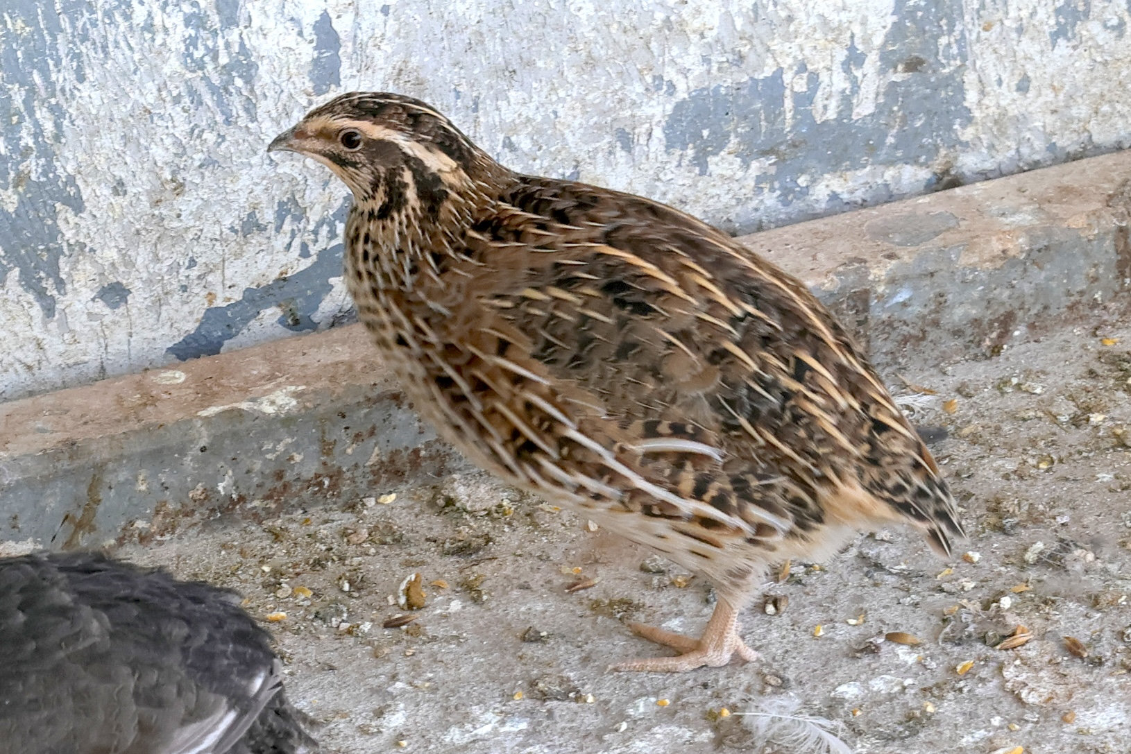 coturnix_japonica_domesticus1md