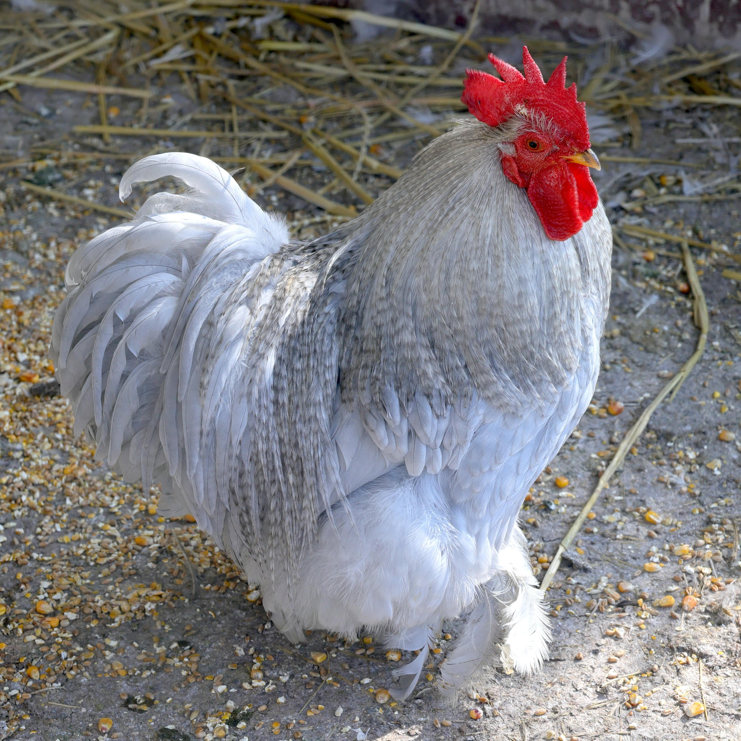 gallus_gallus_bantam_de_pekin1md