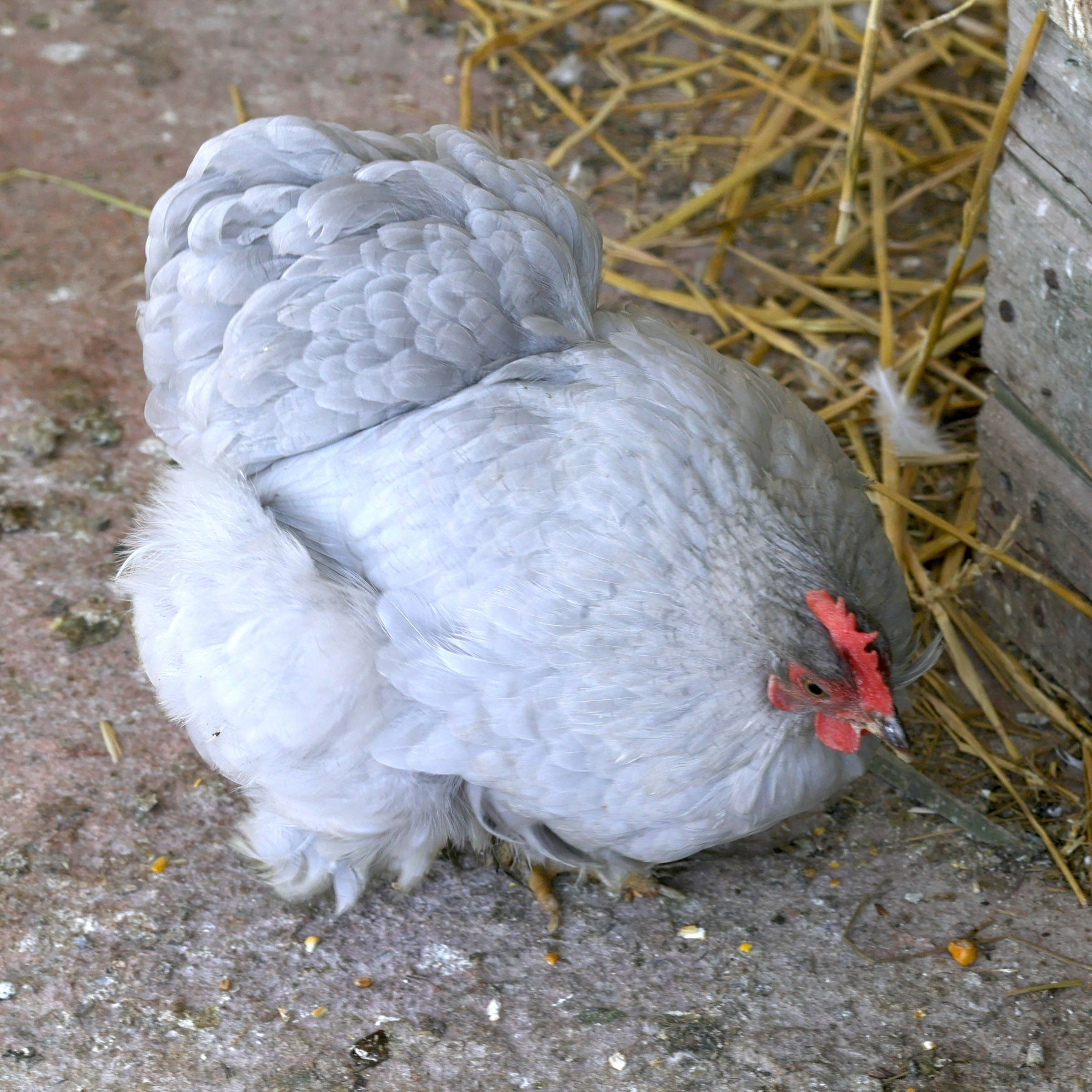 gallus_gallus_bantam_de_pekin2md