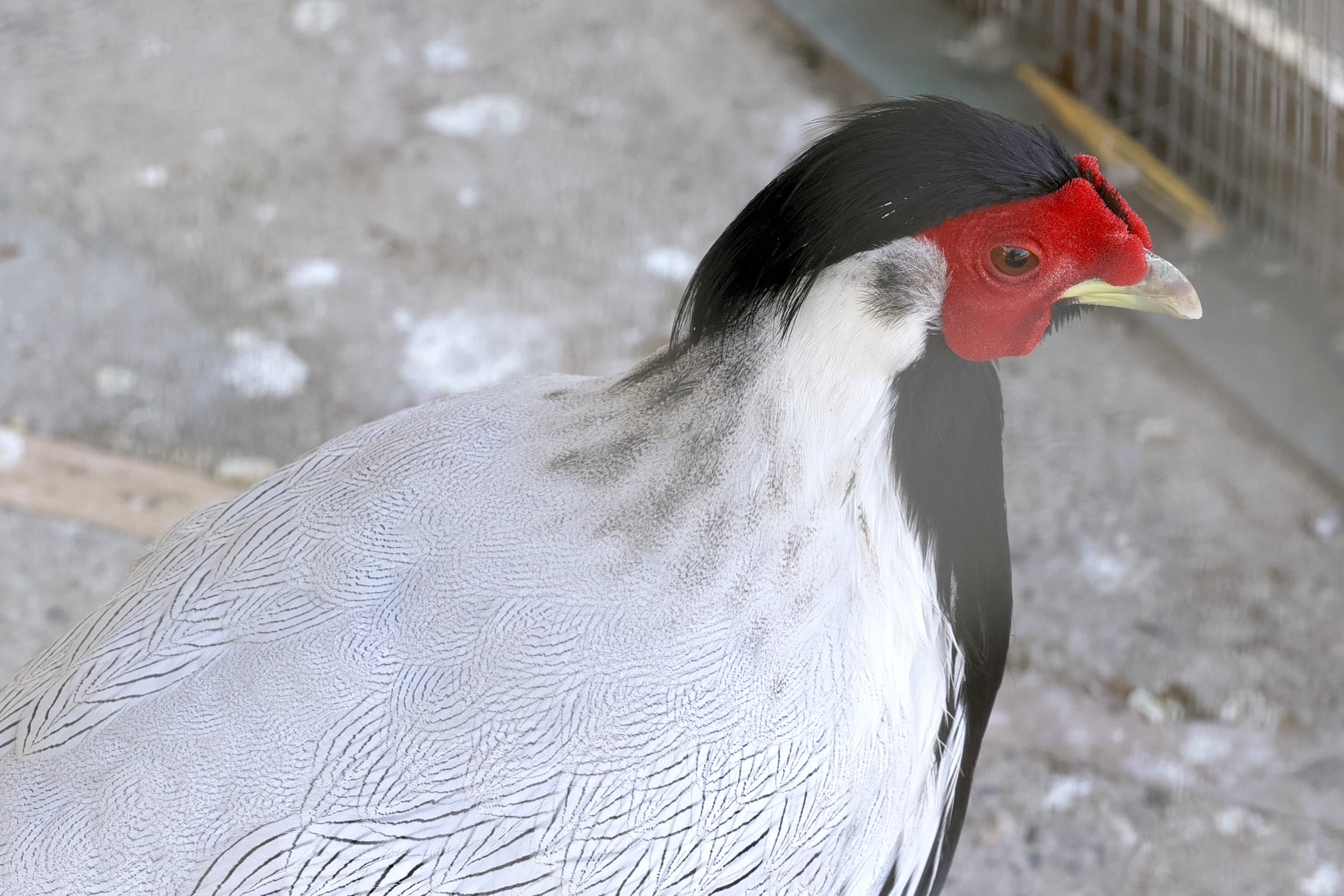 lophura_nycthemera1md