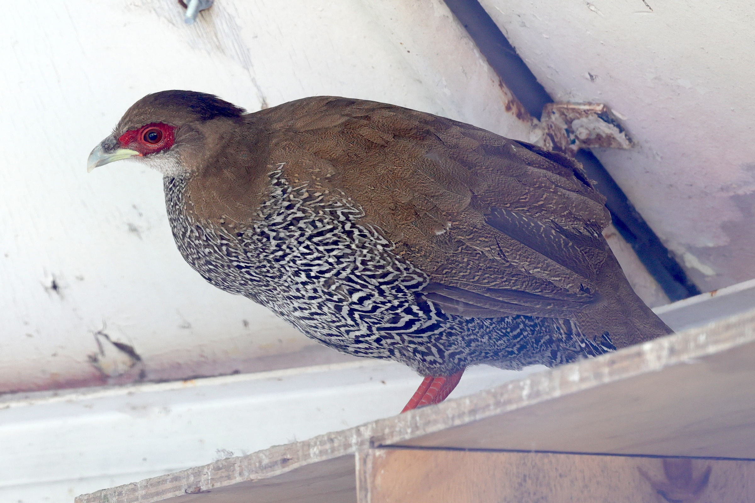 lophura_nycthemera2md