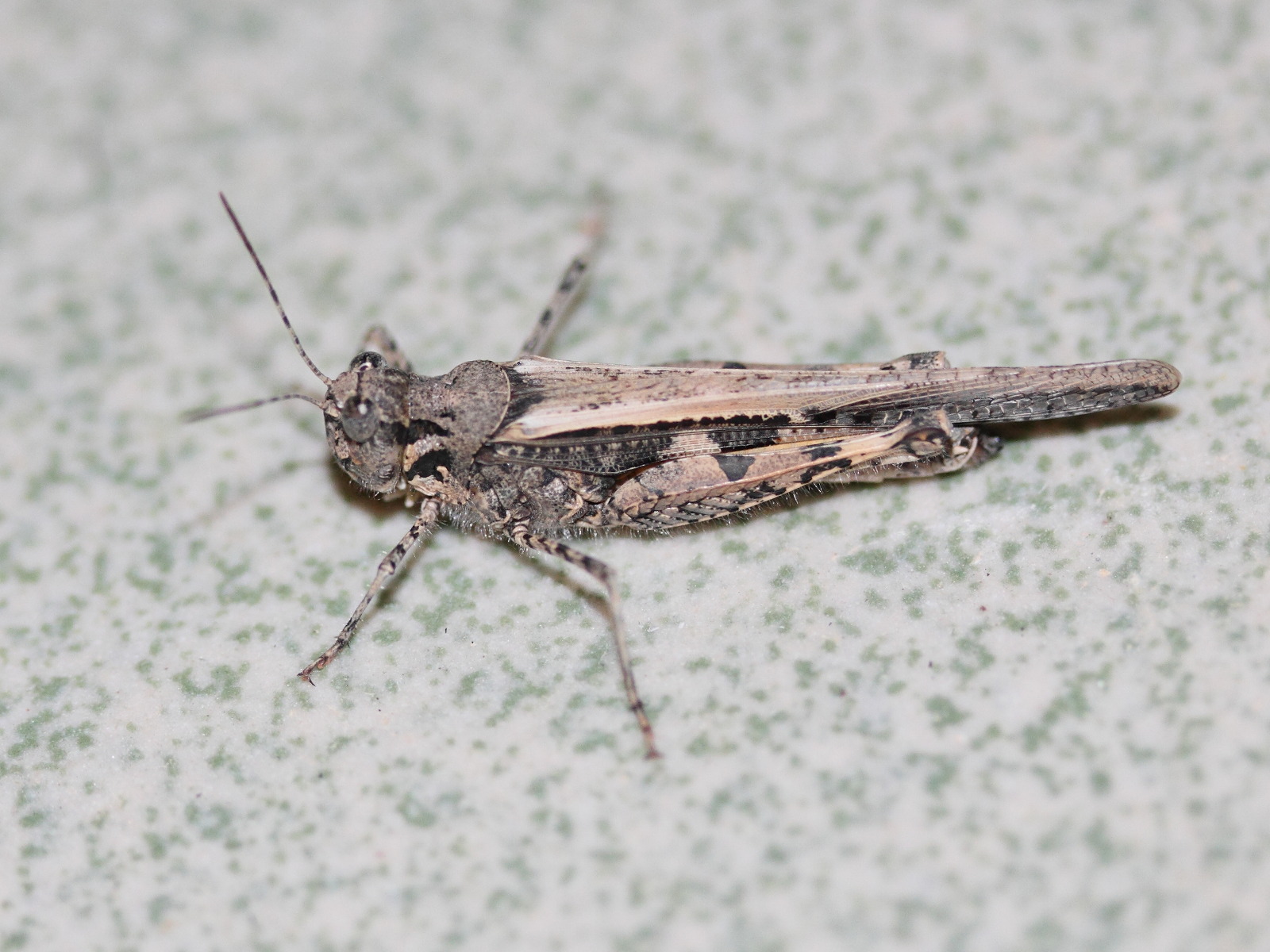 aiolopus_thalassinus_rodericensis1md