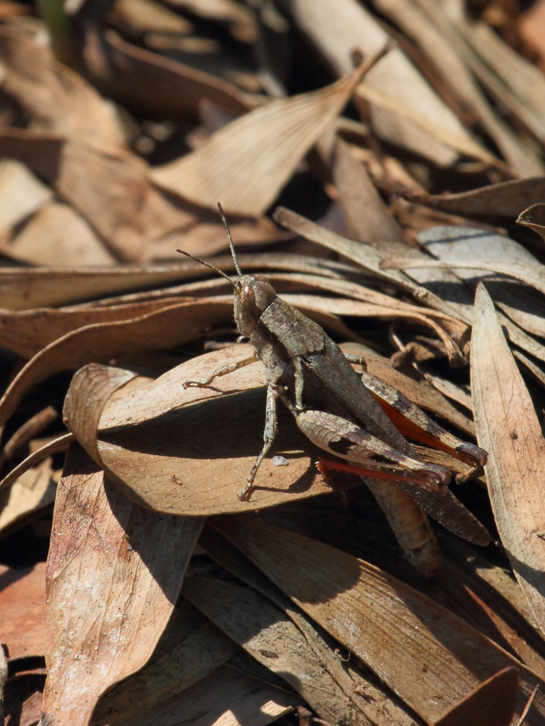 catantopsis_sacalava1bd