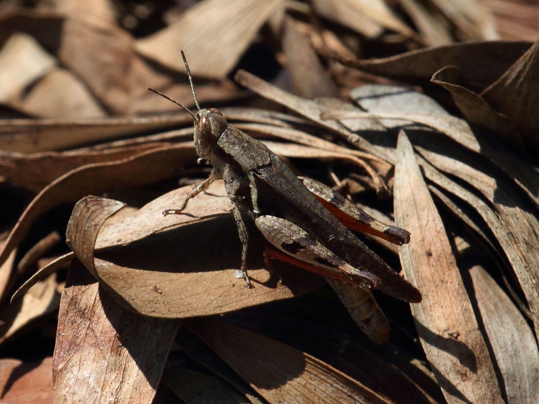 catantopsis_sacalava2bd