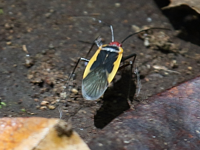 dysdercus_obscuratus1bd