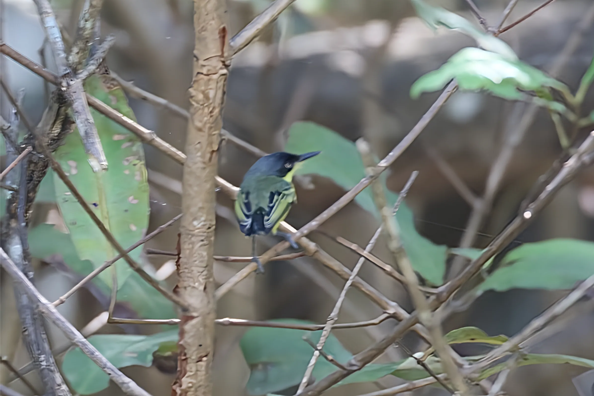 todirostre_familier_-_todirostrum_cinereum1bd