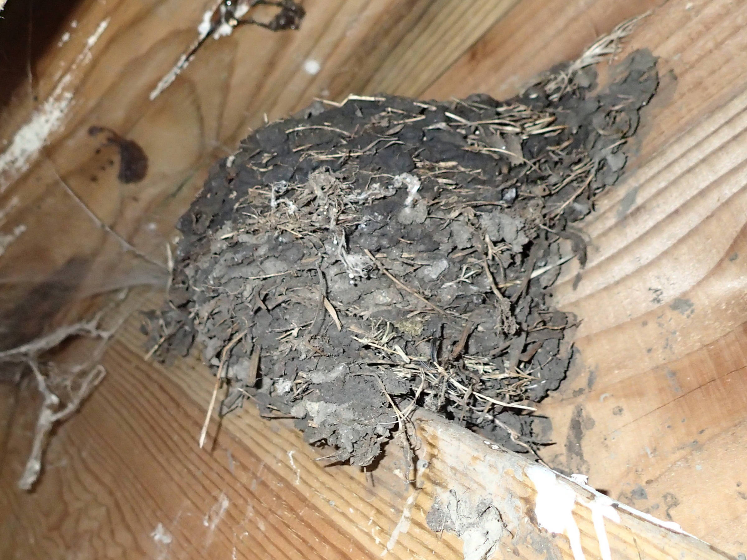 hirundo_rustica15md