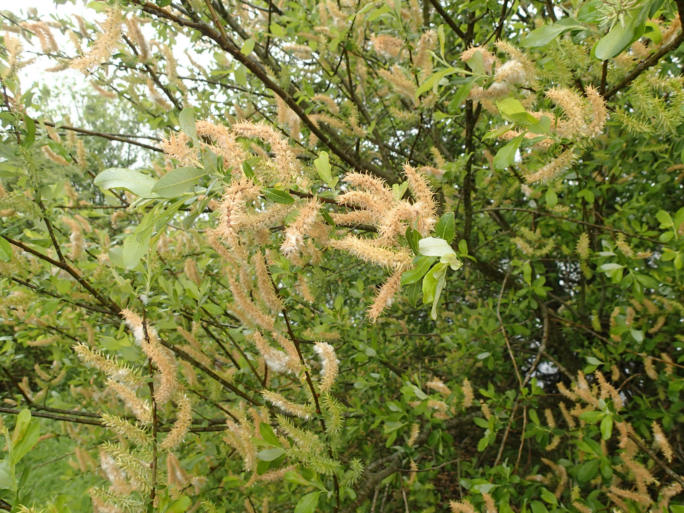 Afficher le média salix_atrocinerea5md salix_atrocinerea5md