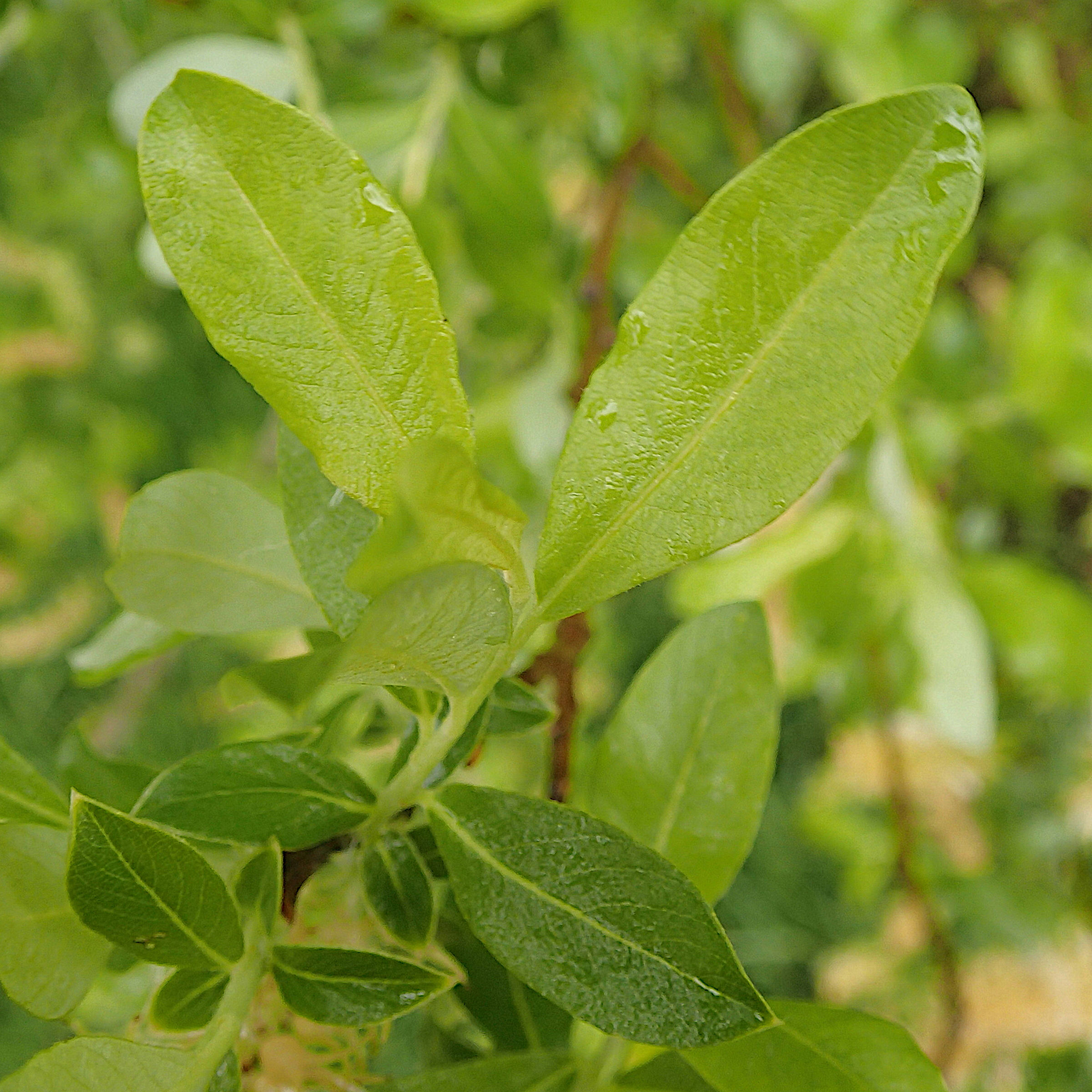 Afficher le média salix_atrocinerea6md salix_atrocinerea6md