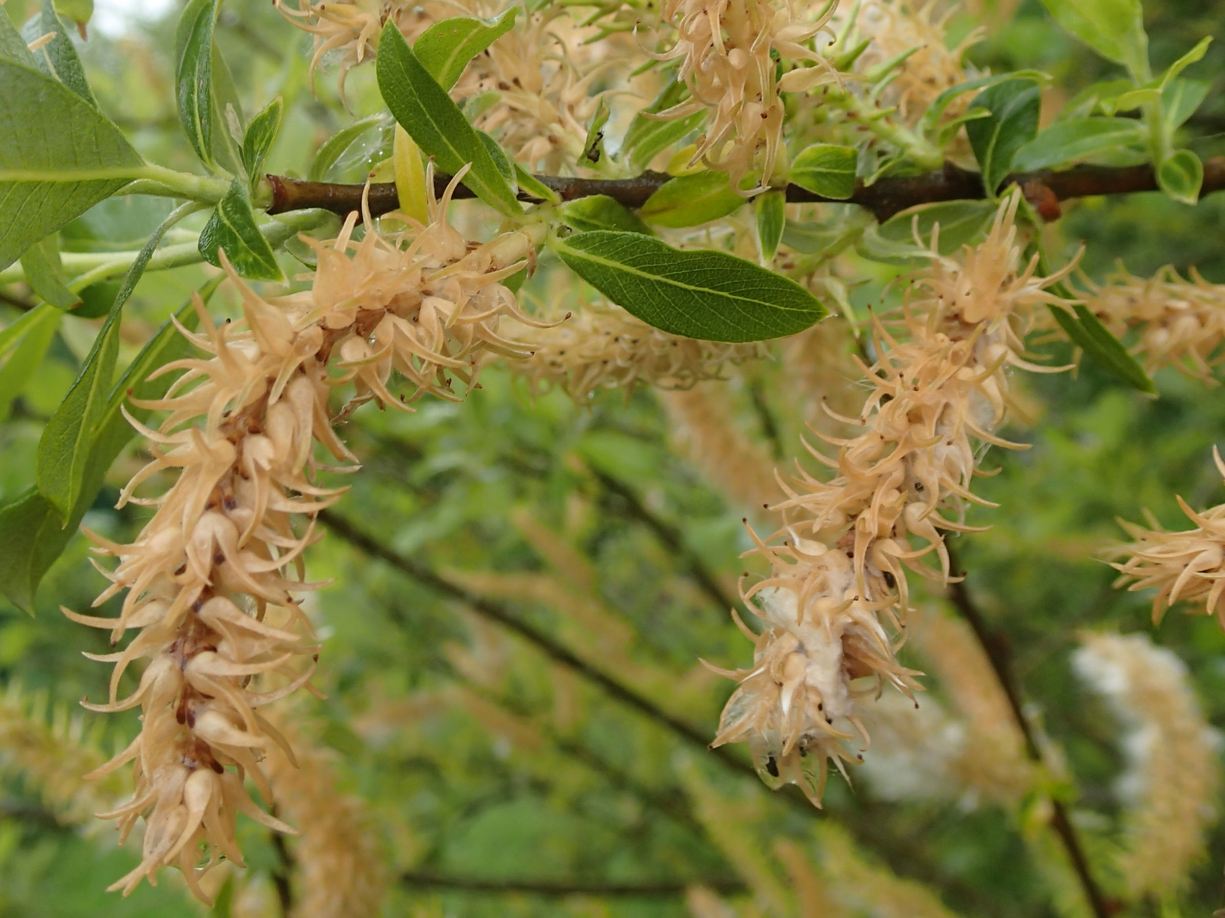 Afficher le média salix_atrocinerea7md salix_atrocinerea7md