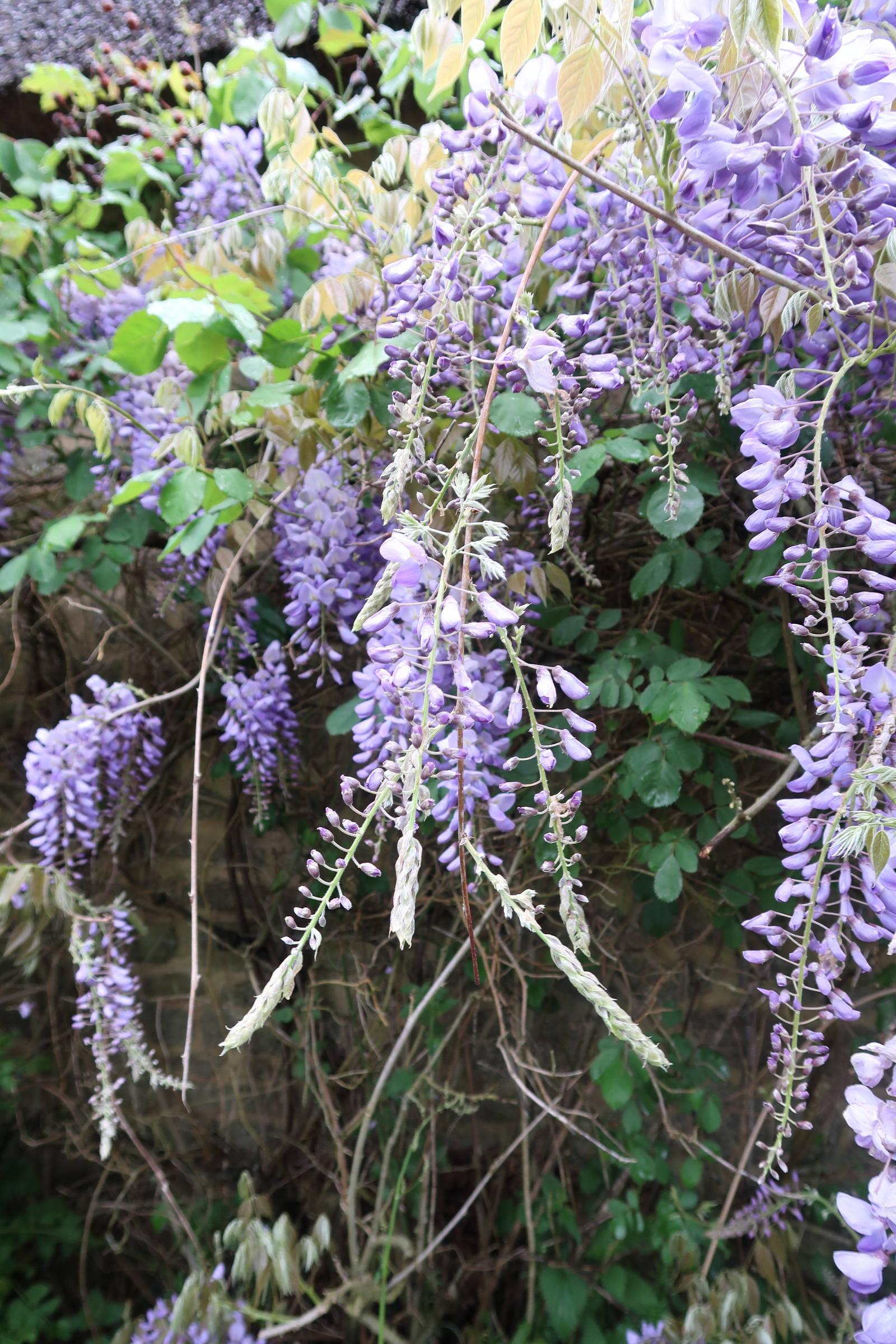wisteria_floribunda3md