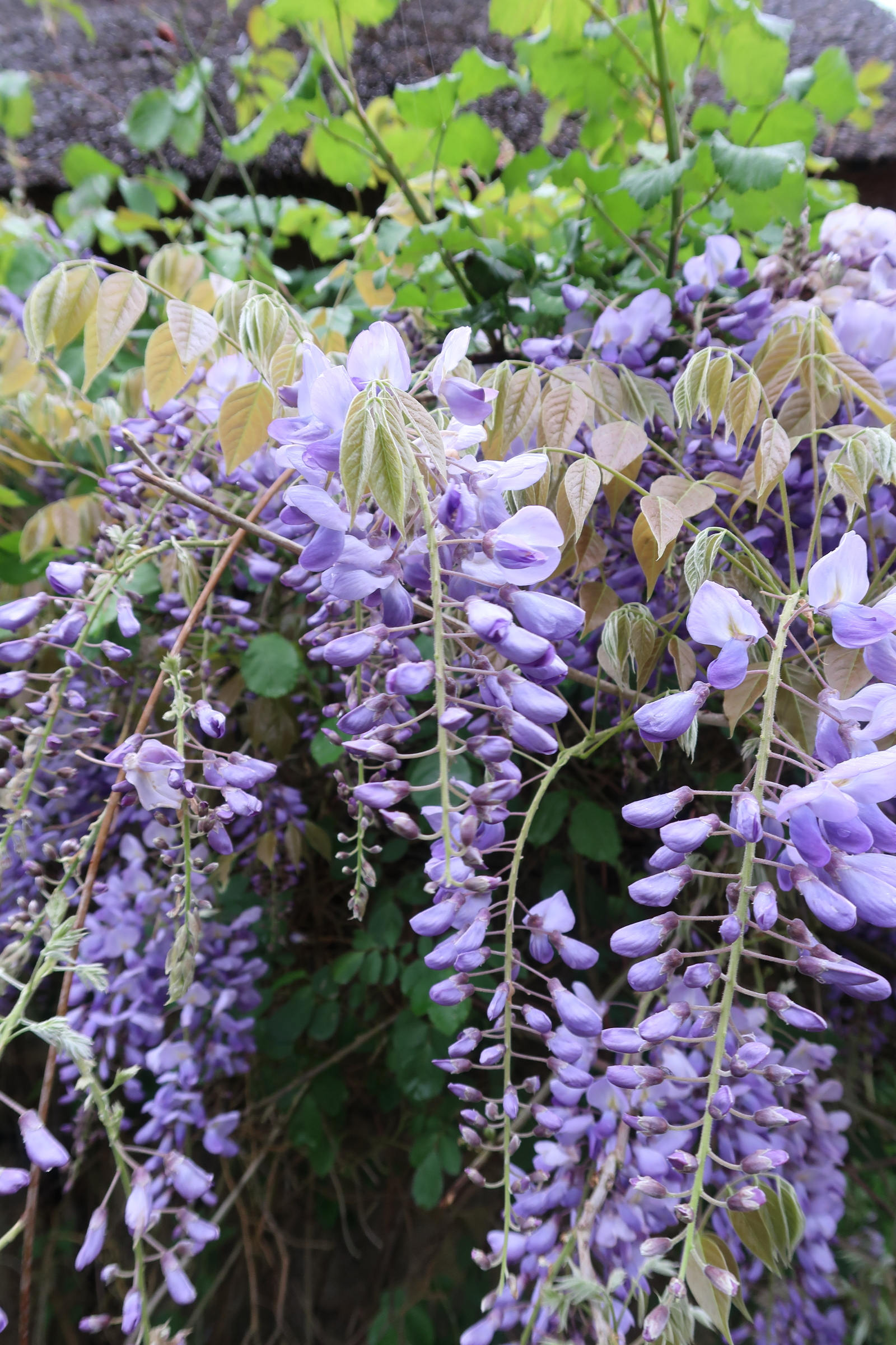 wisteria_floribunda5md