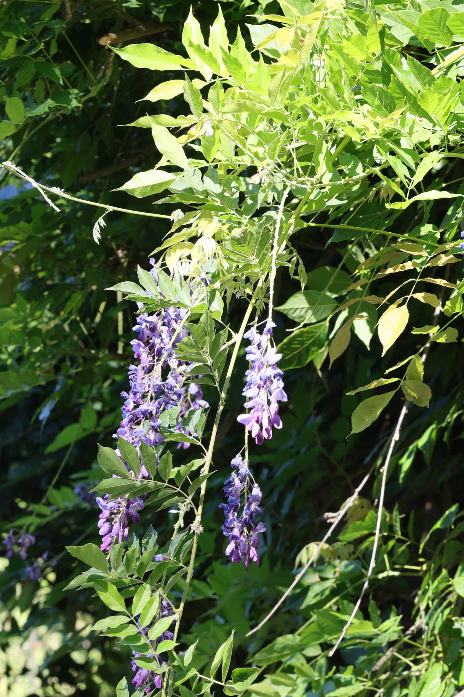 wisteria_sinensis6md