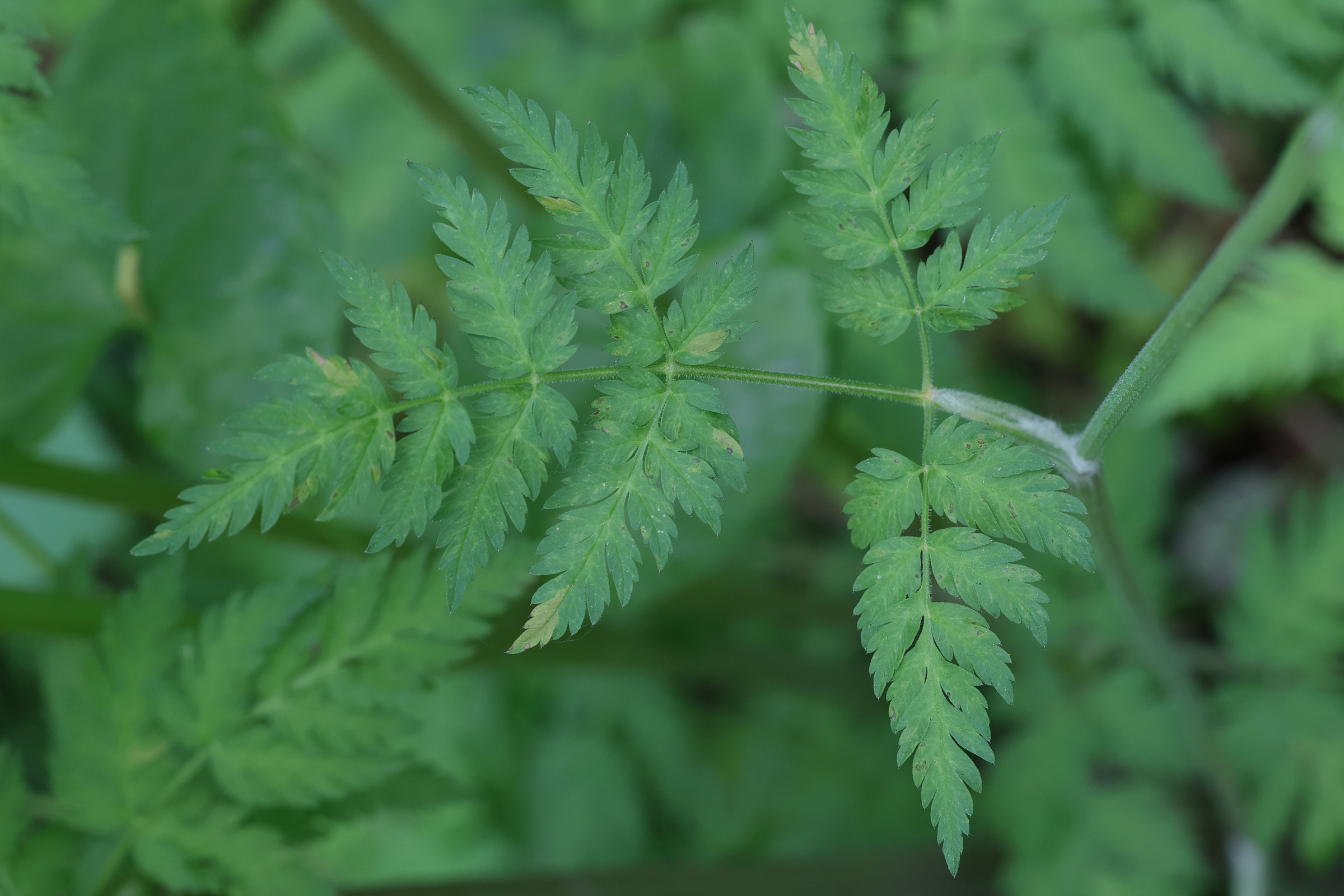 anthriscus_sylvestris6md