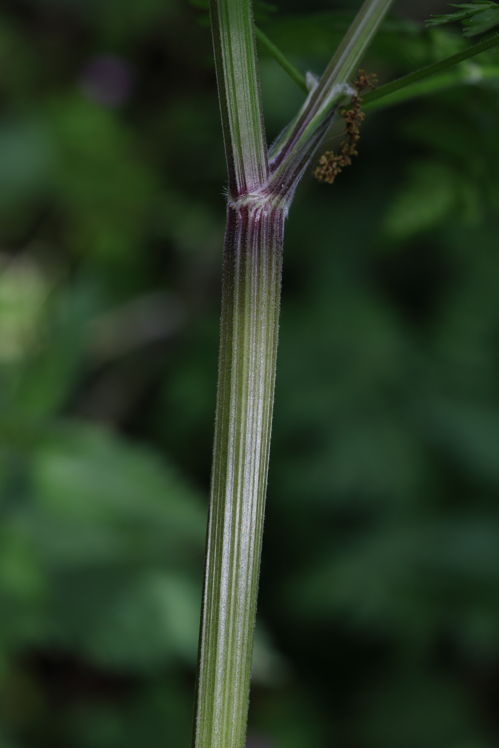 anthriscus_sylvestris9md