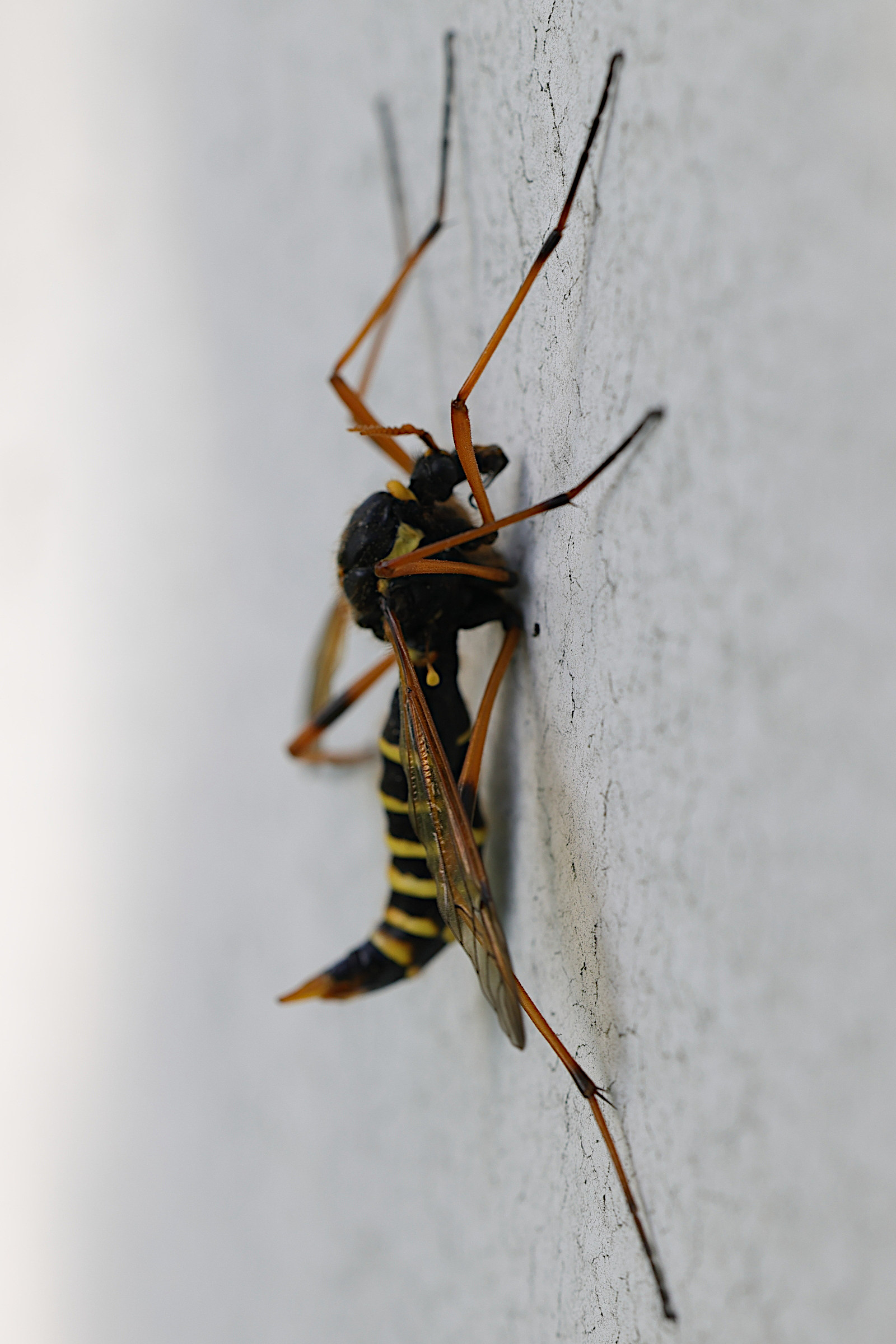 ctenophora_flaveolata12md