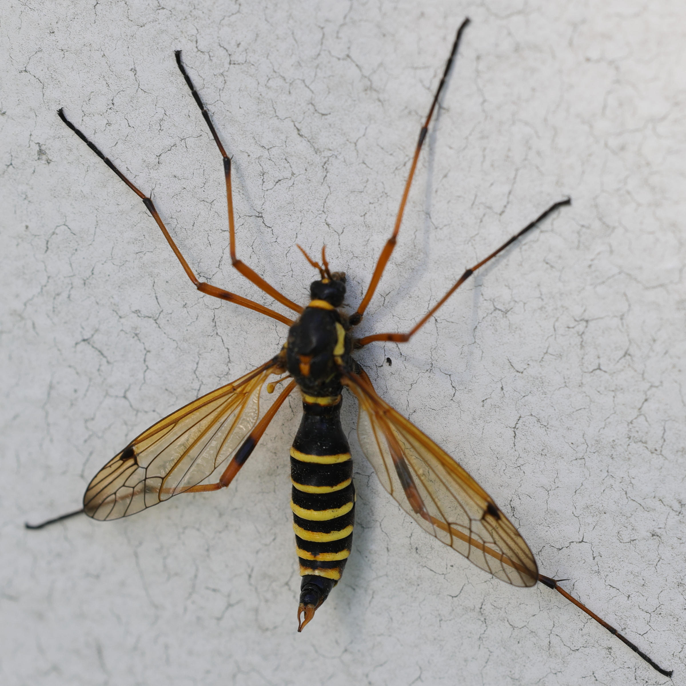 ctenophora_flaveolata1md