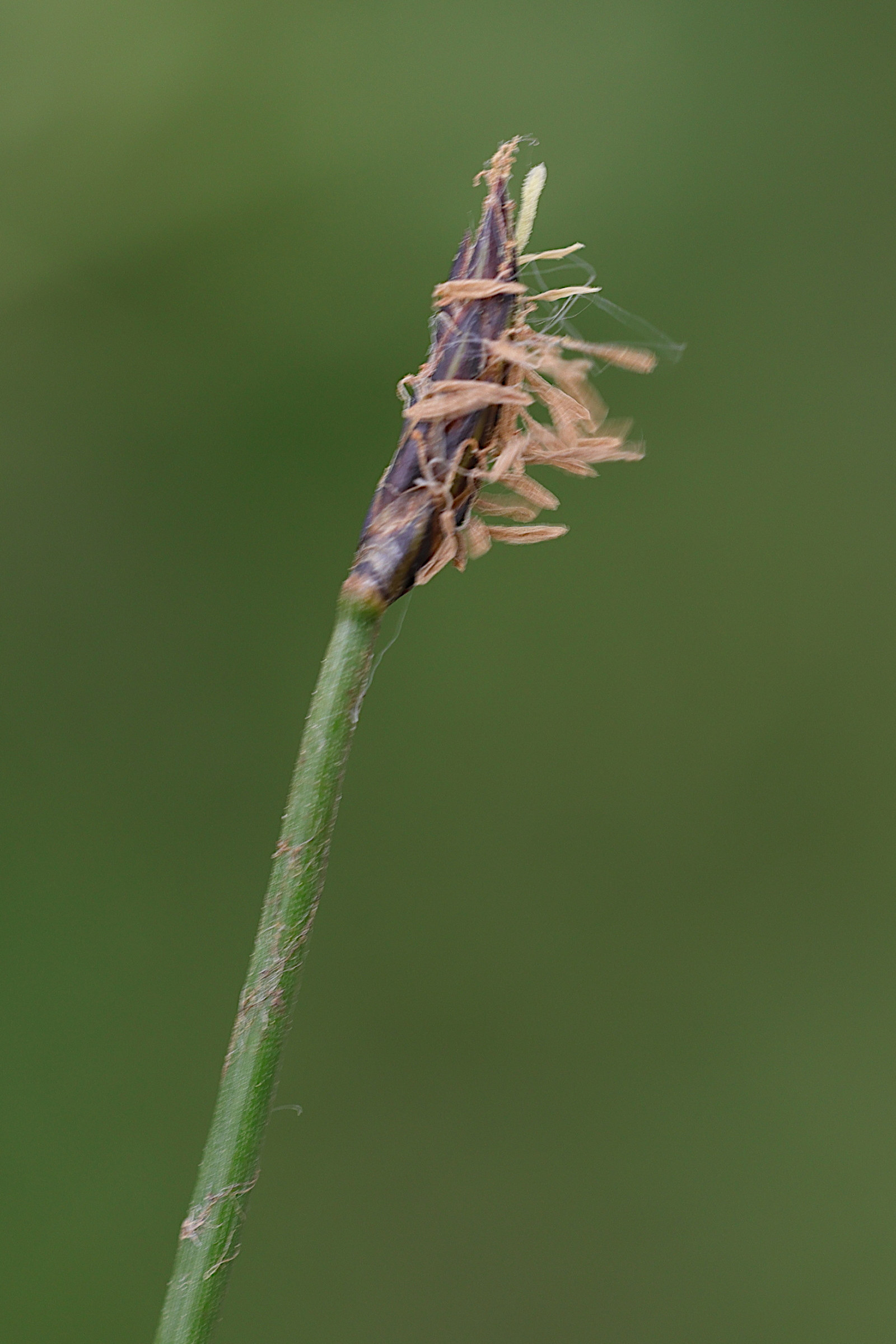 eleocharis_palustris4md