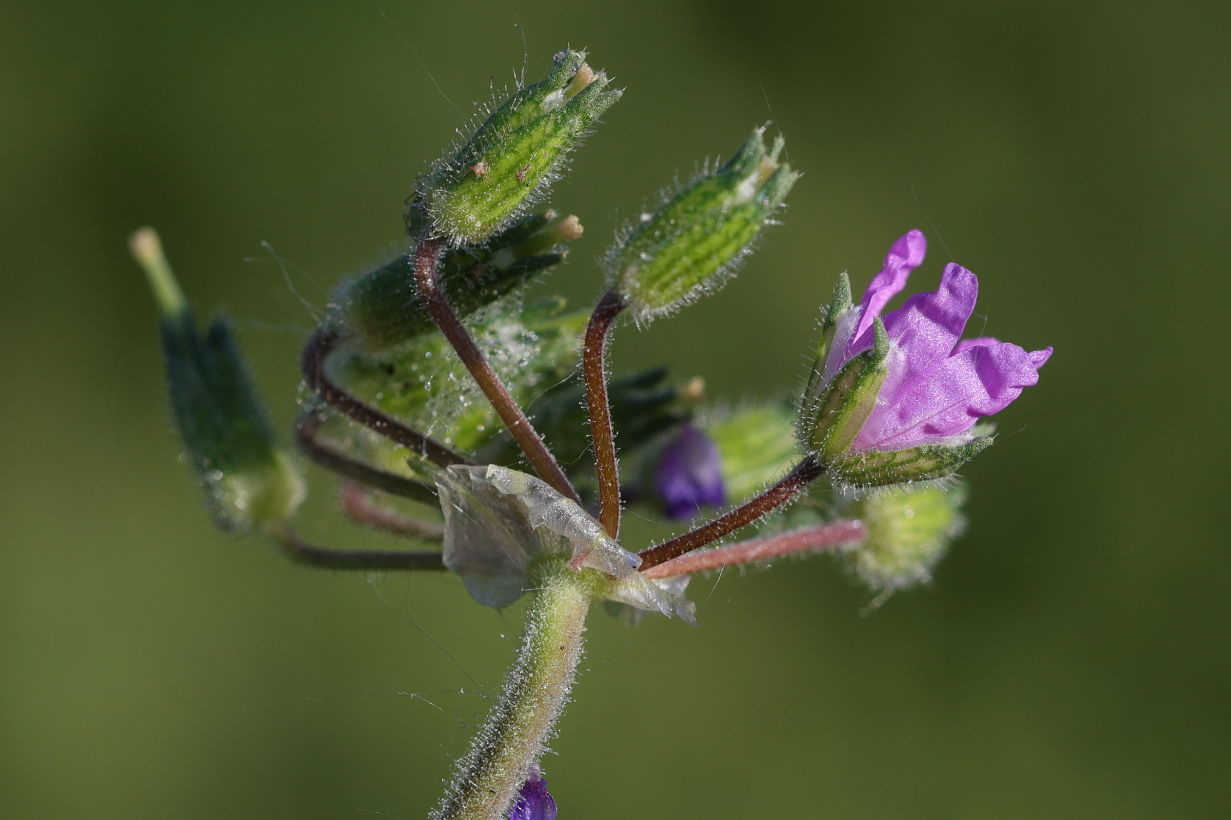 erodium_moschatum5md