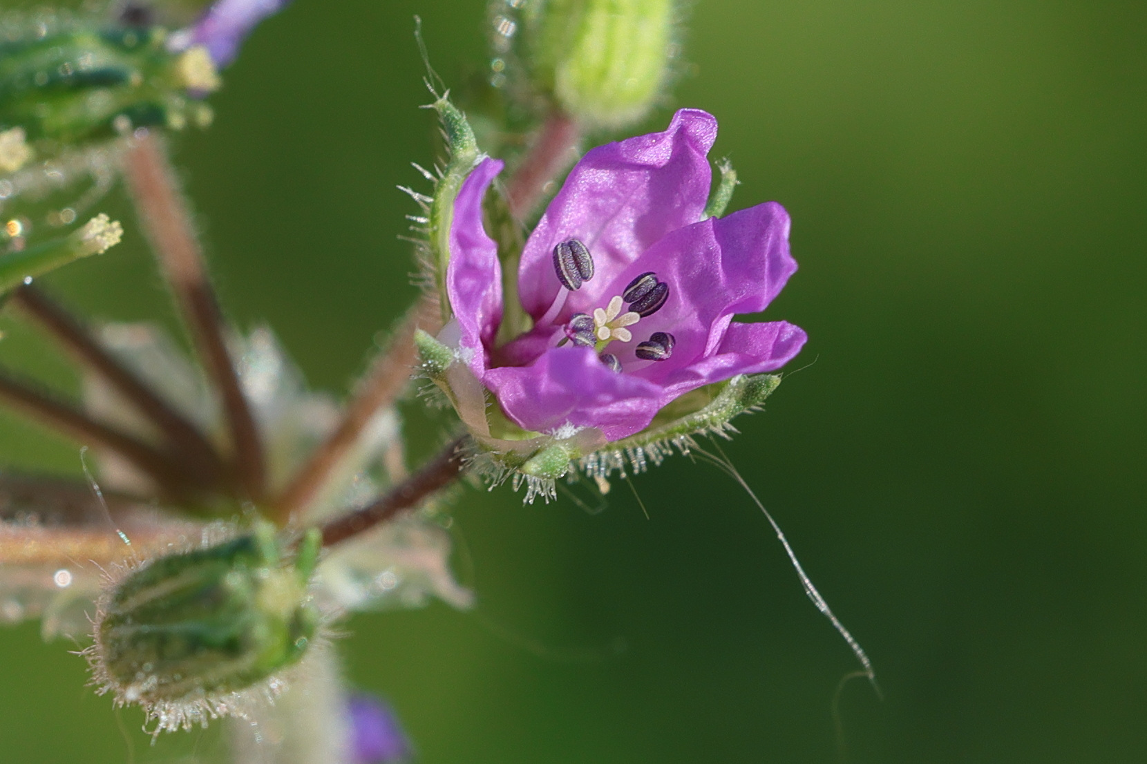 erodium_moschatum7md