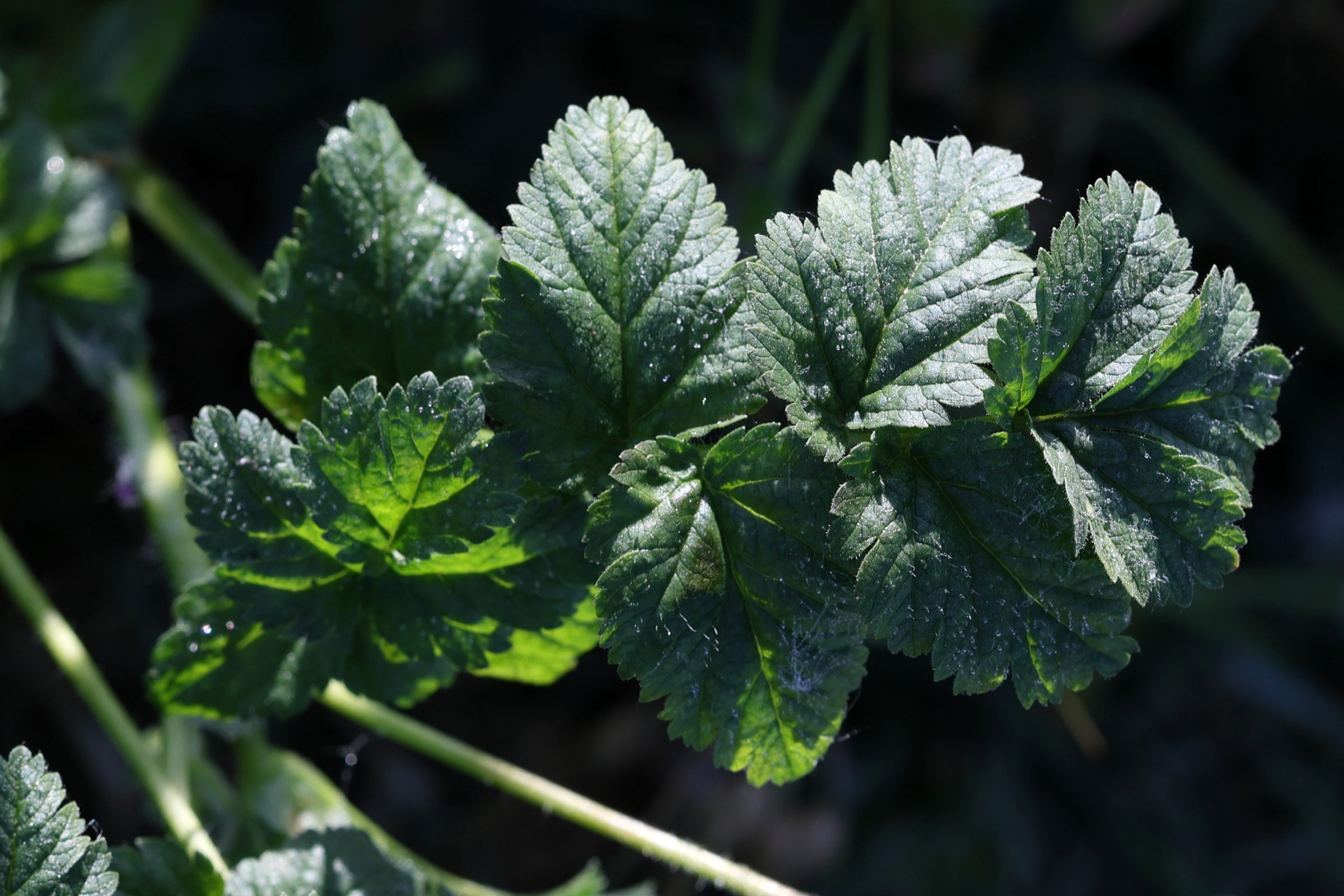 erodium_moschatum8md